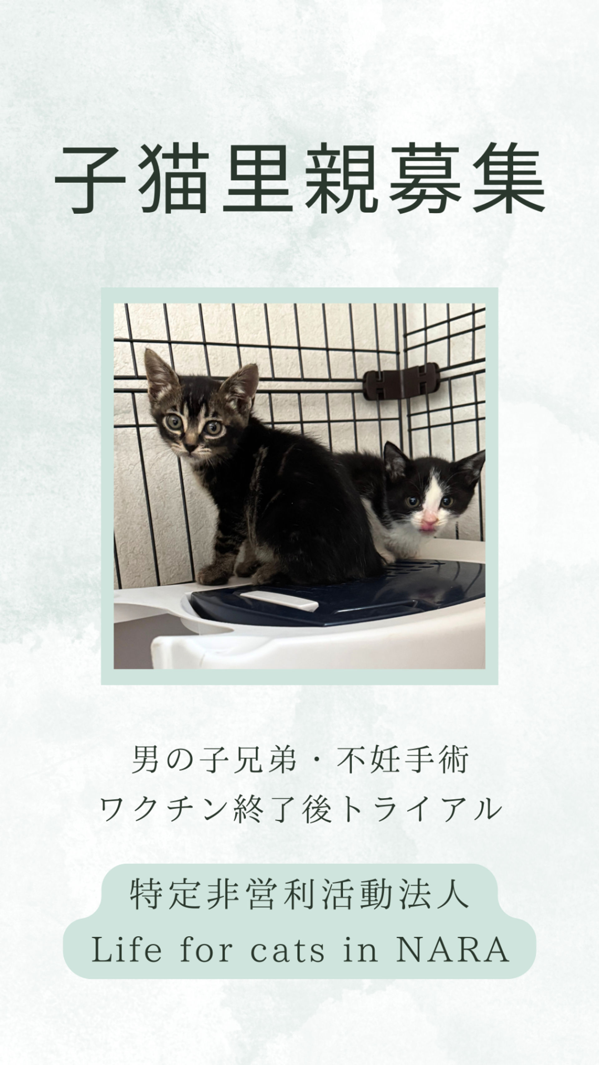 雑種（ミックス猫）・オスの里親募集の写真
