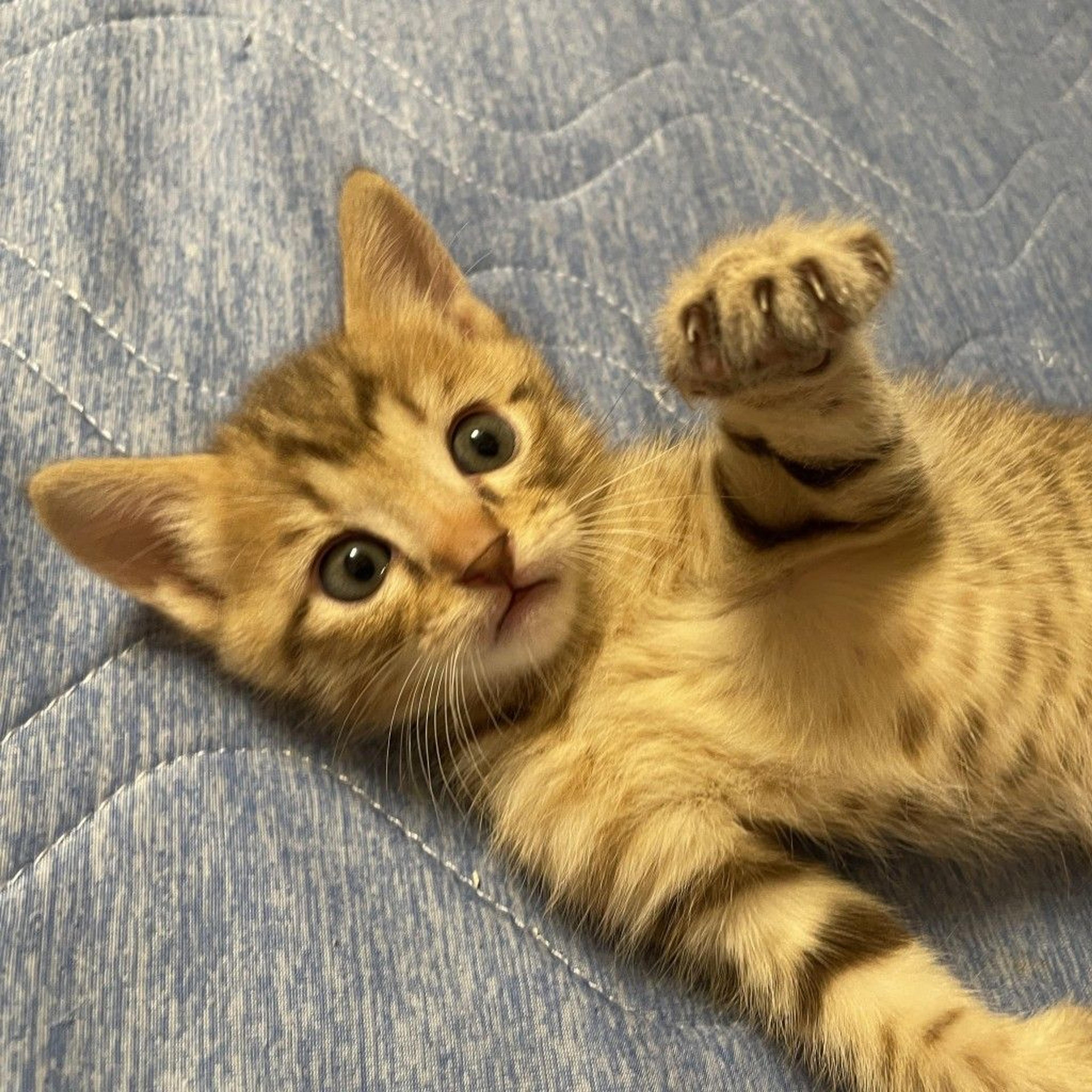 pet-image-9