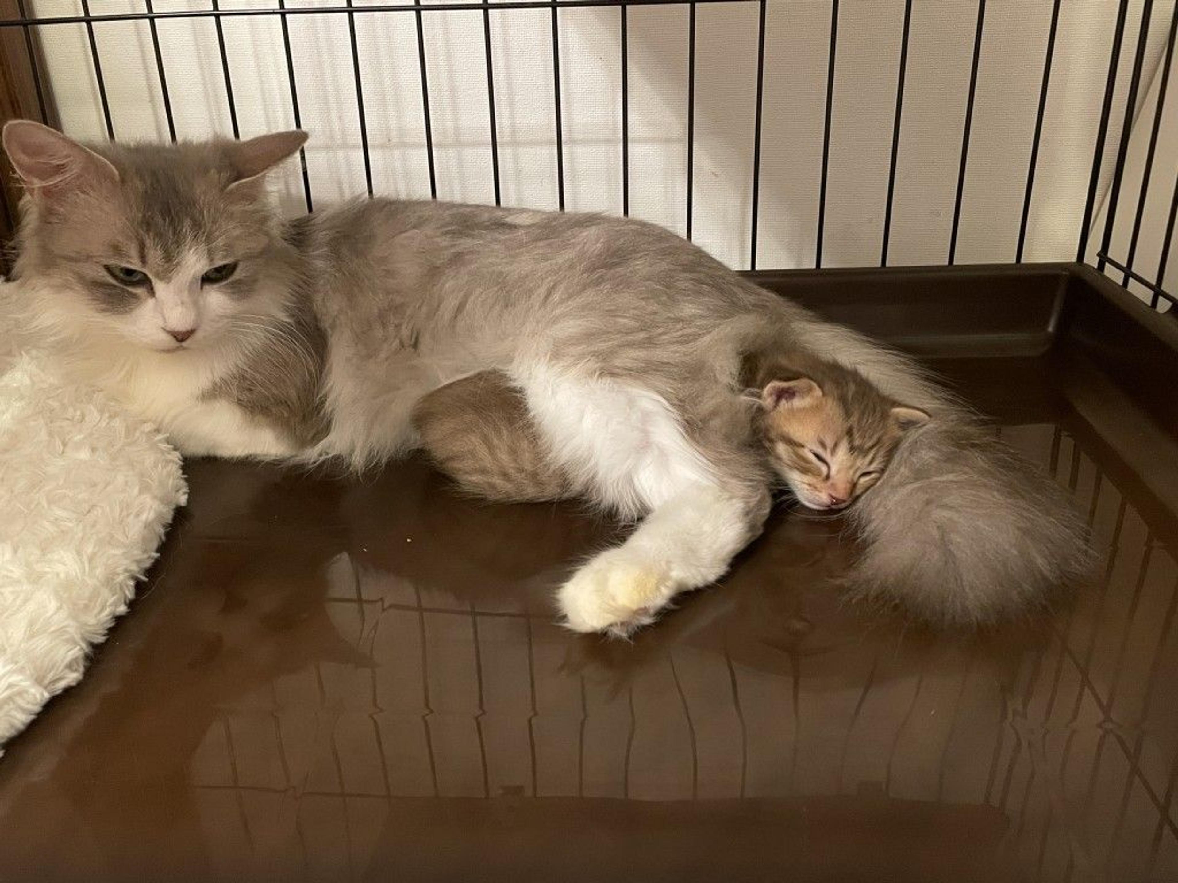pet-image-6