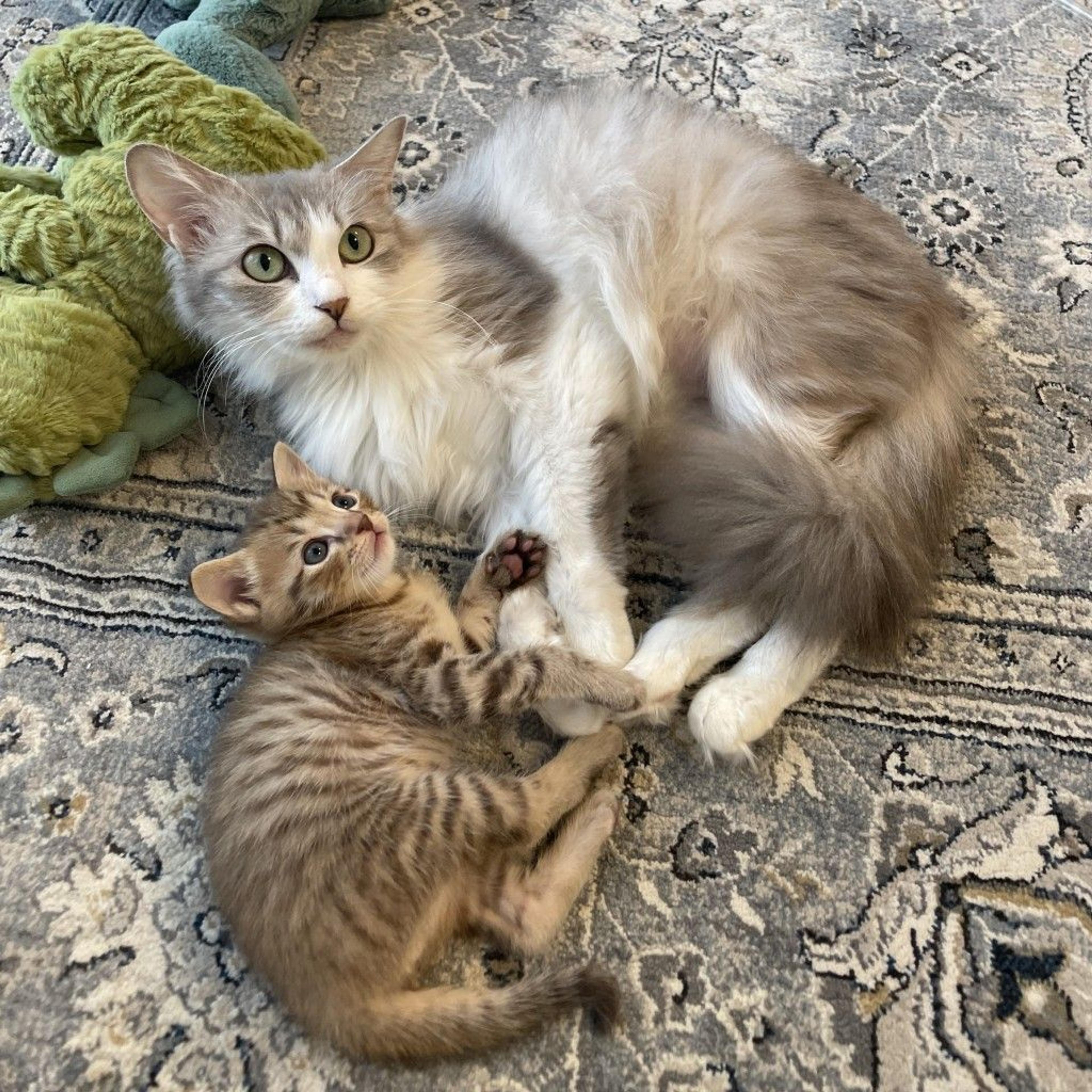 pet-image-4