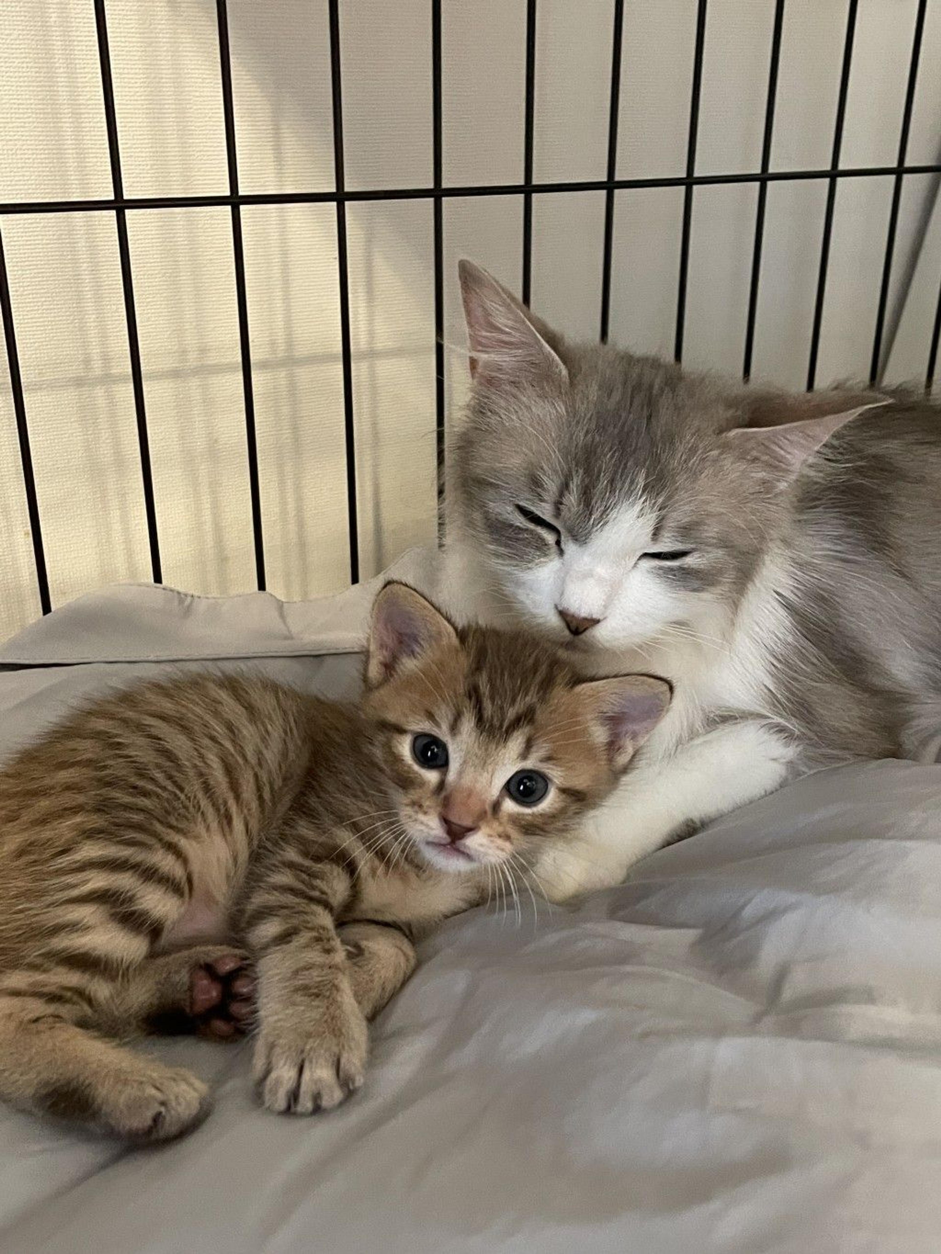 pet-image-5