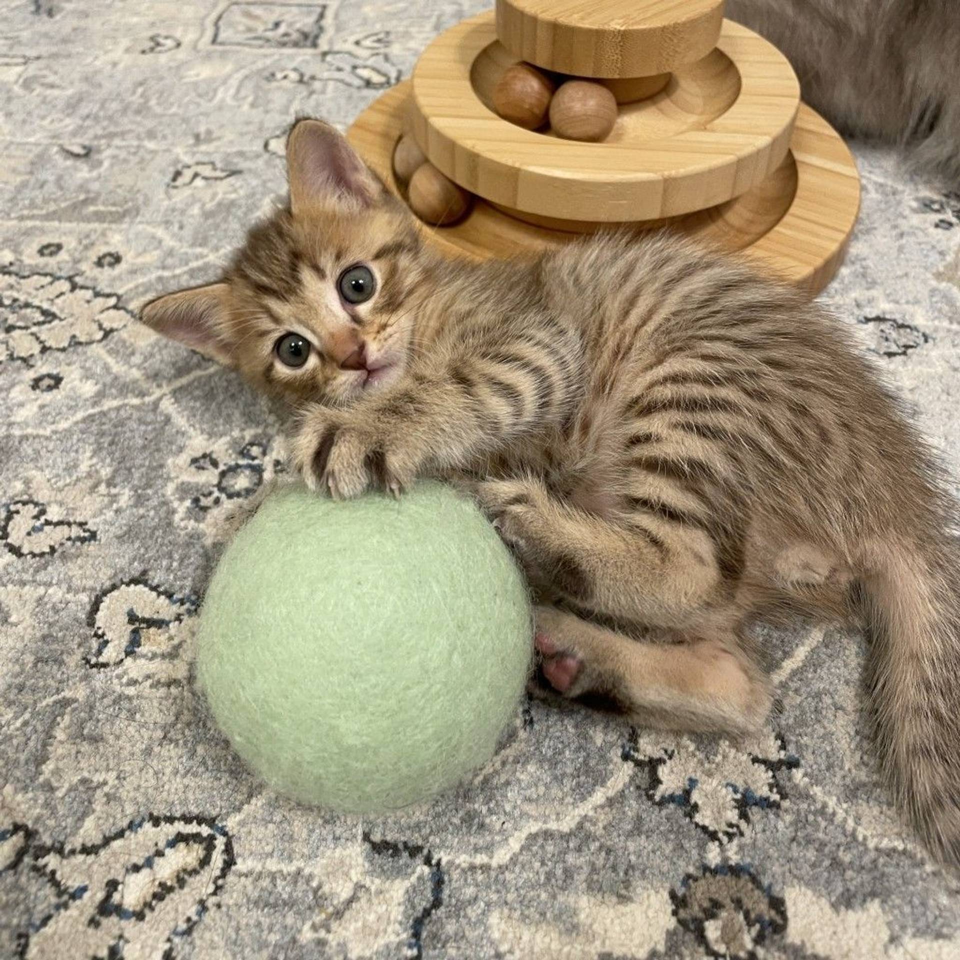 雑種（ミックス猫）・オスの里親募集の写真