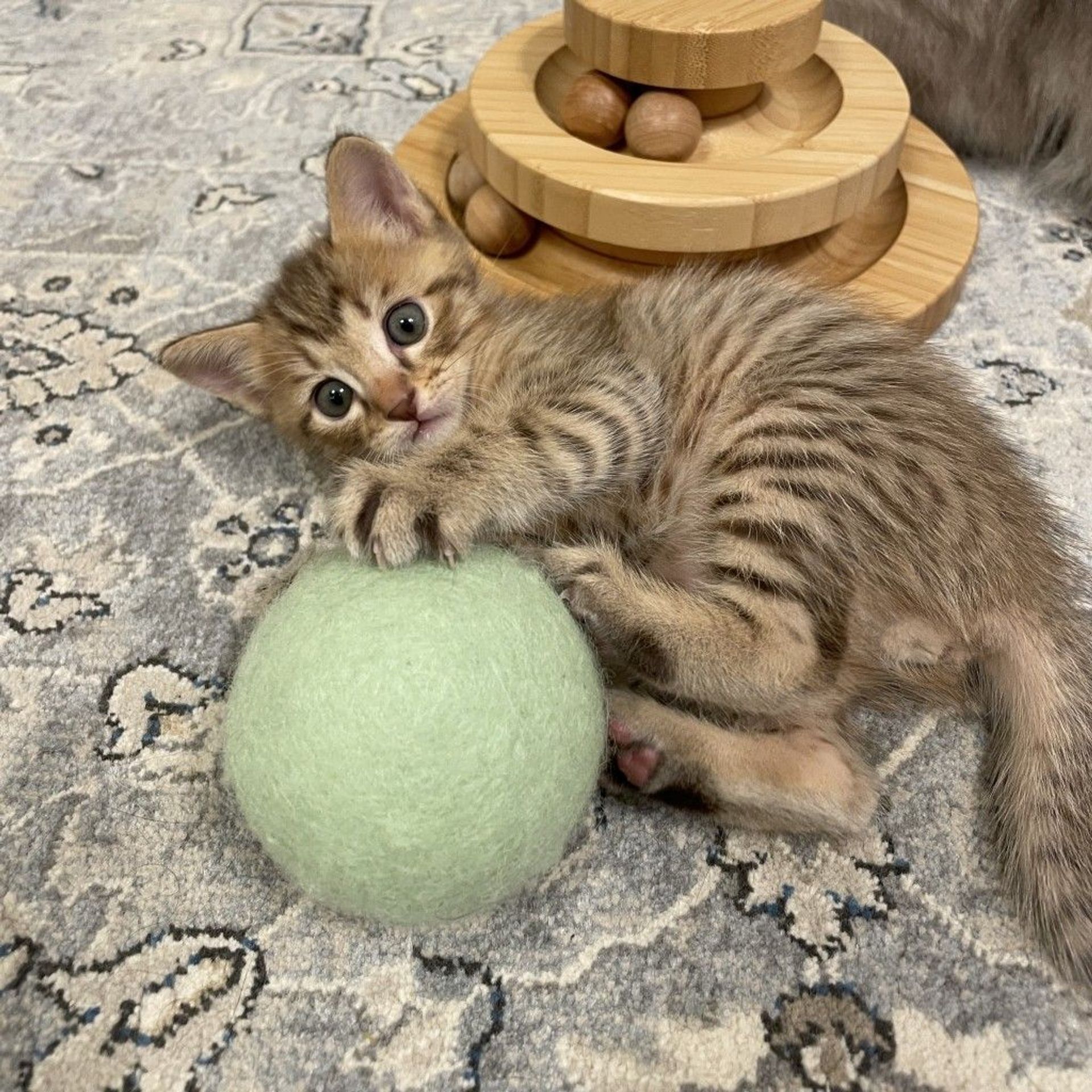 雑種（ミックス猫）・オスの里親募集の写真