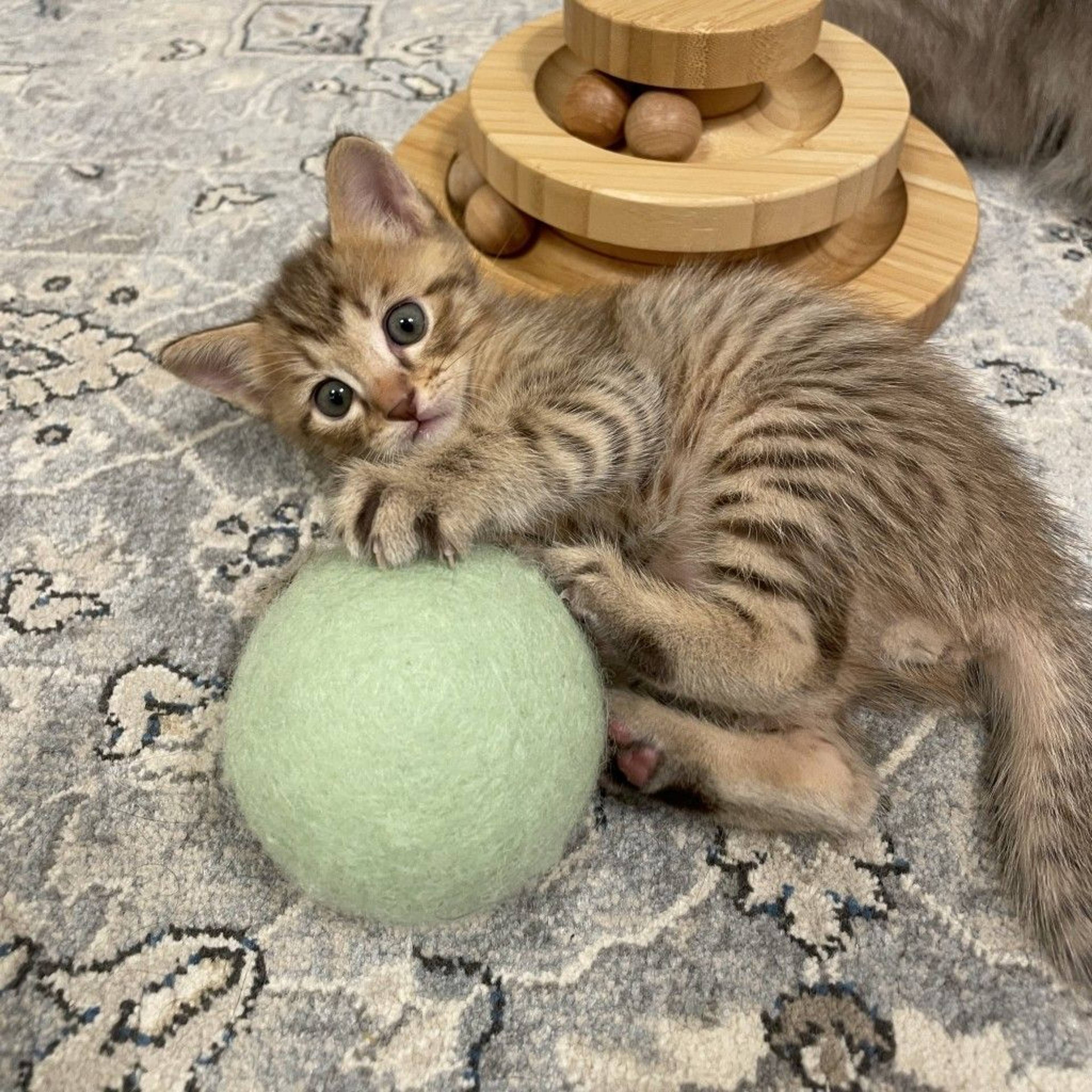 雑種（ミックス猫）・オスの里親募集の写真