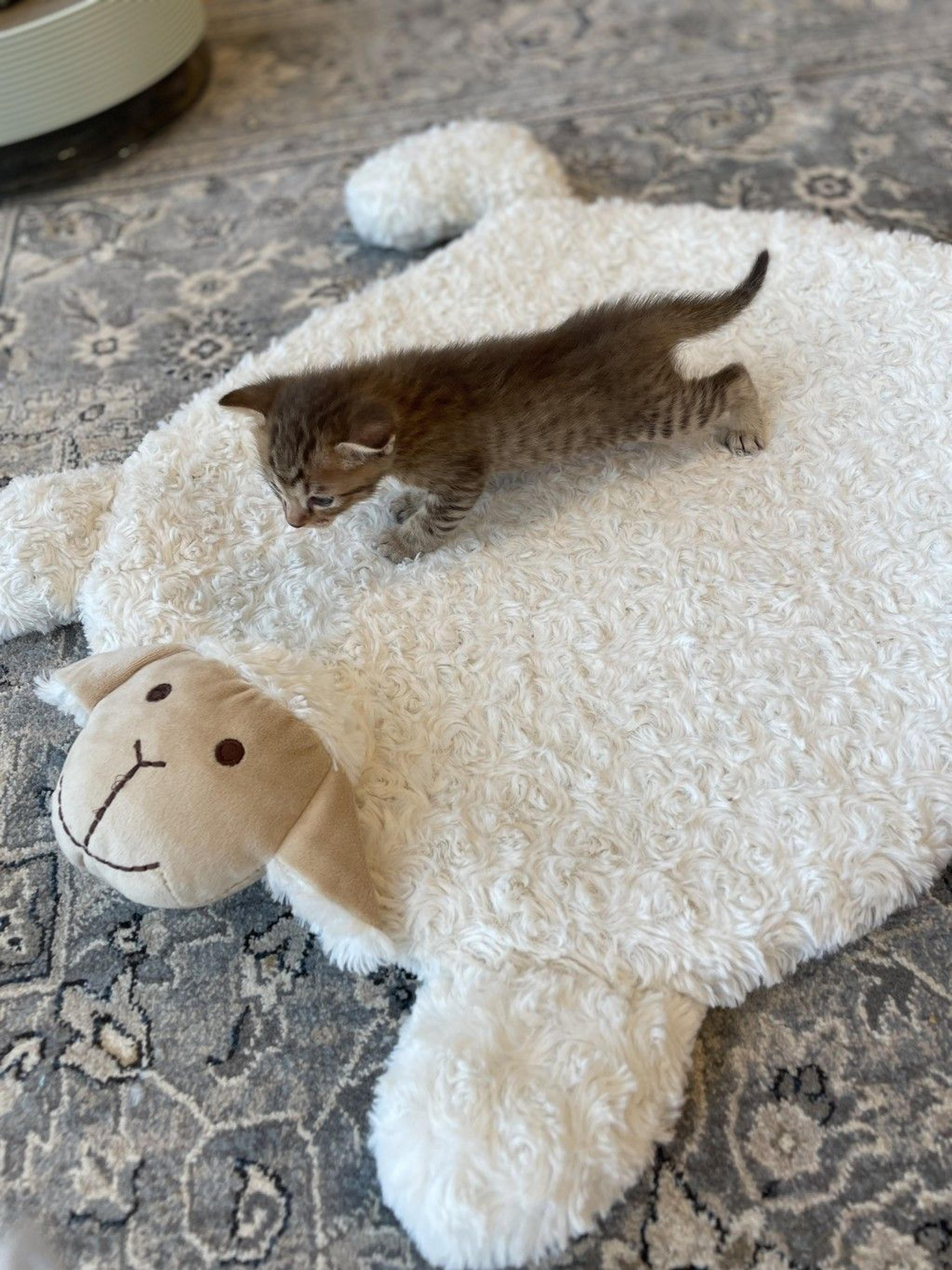pet-image-9