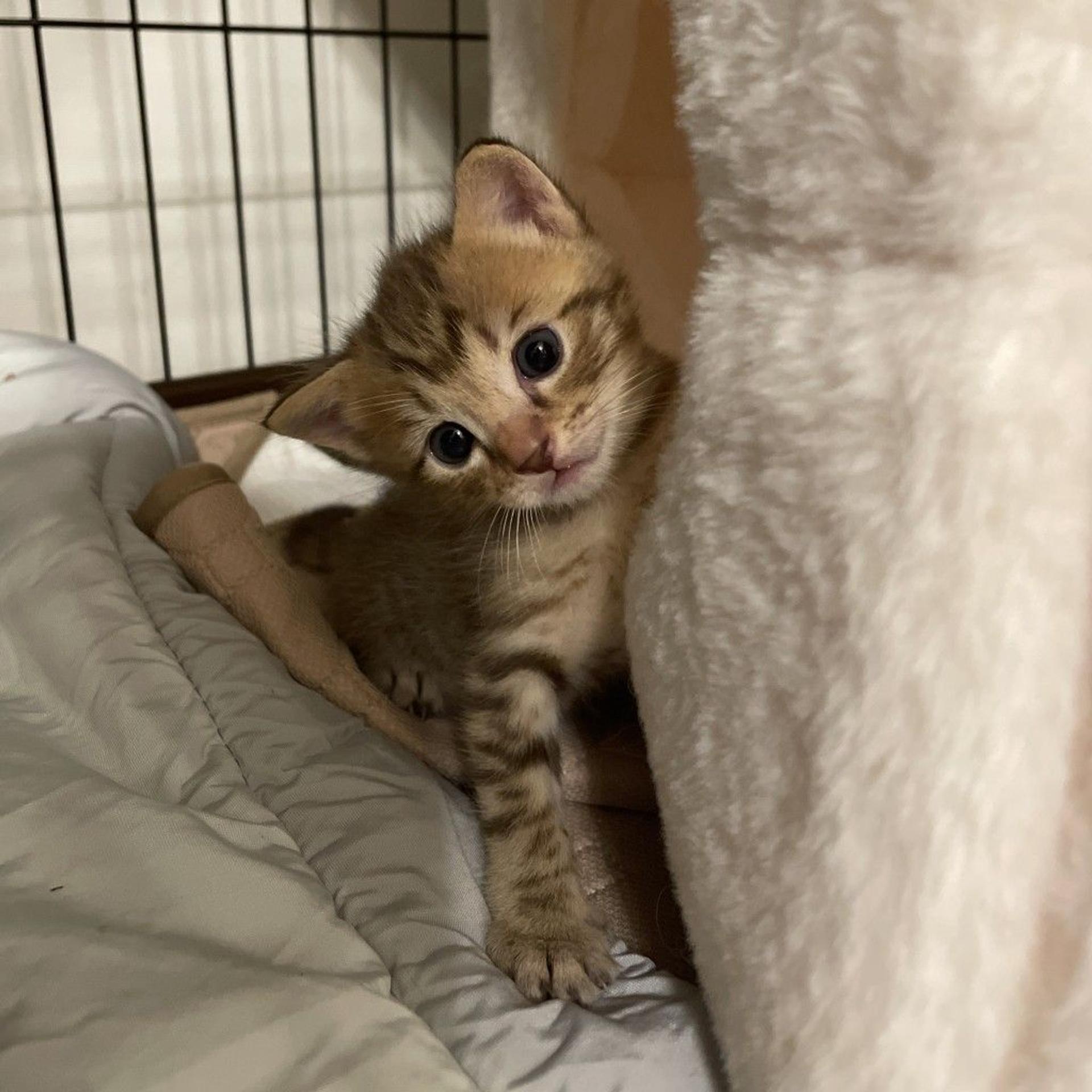 pet-image-4