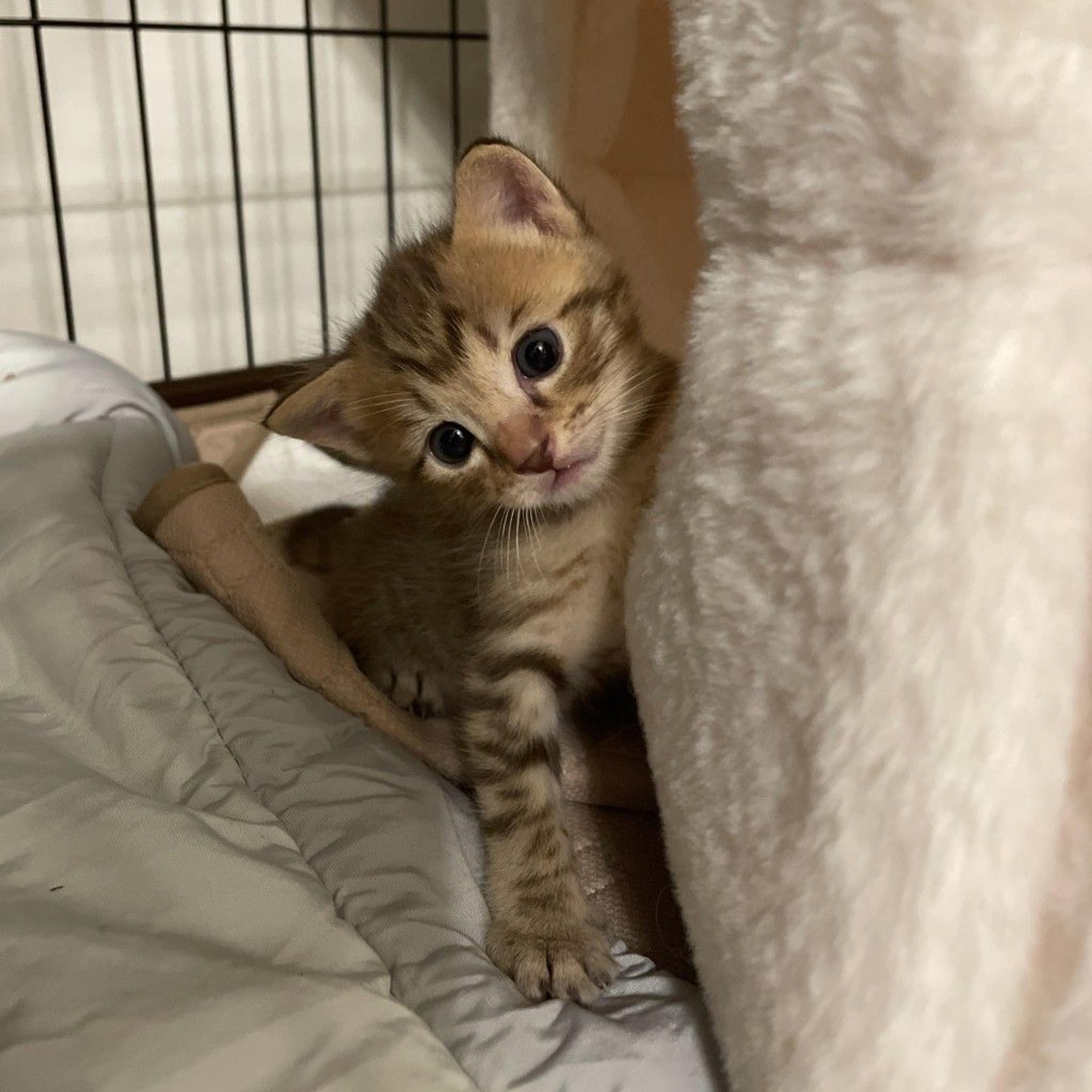 pet-image-4