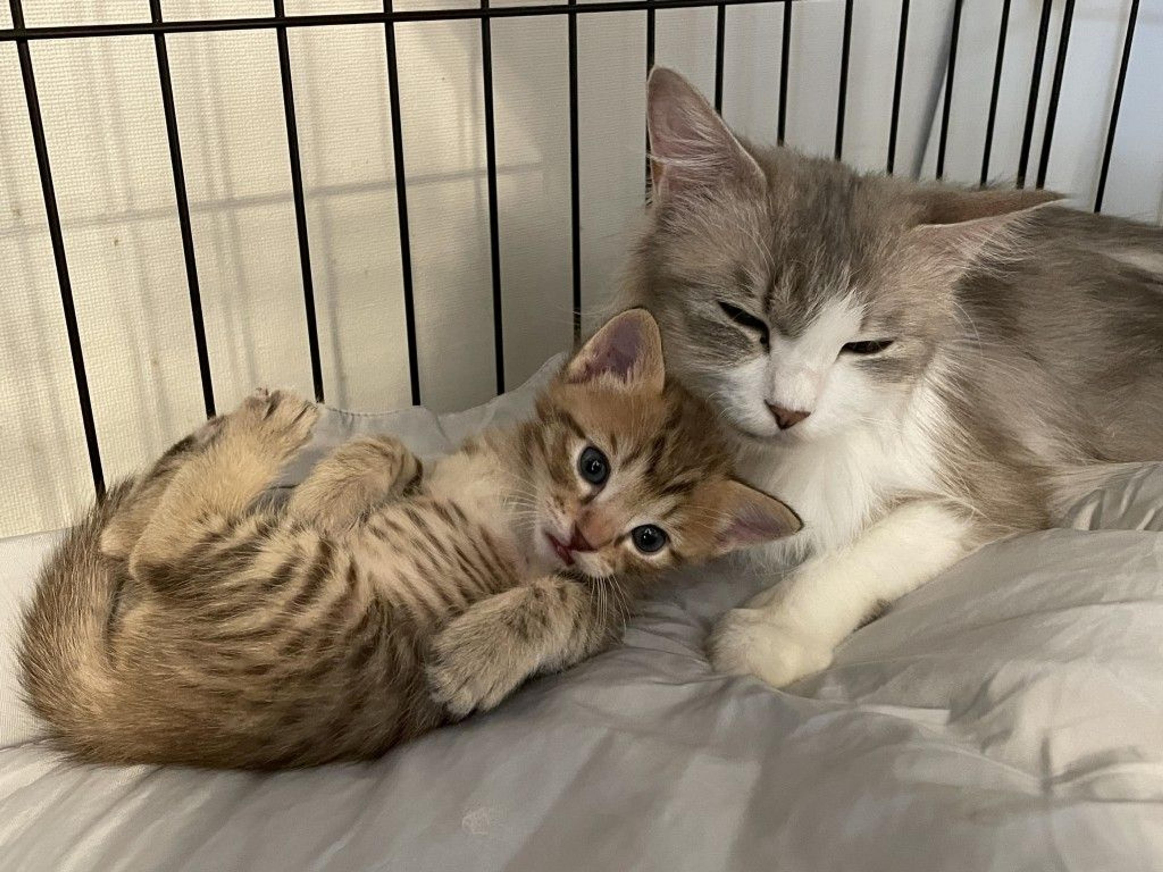pet-image-8