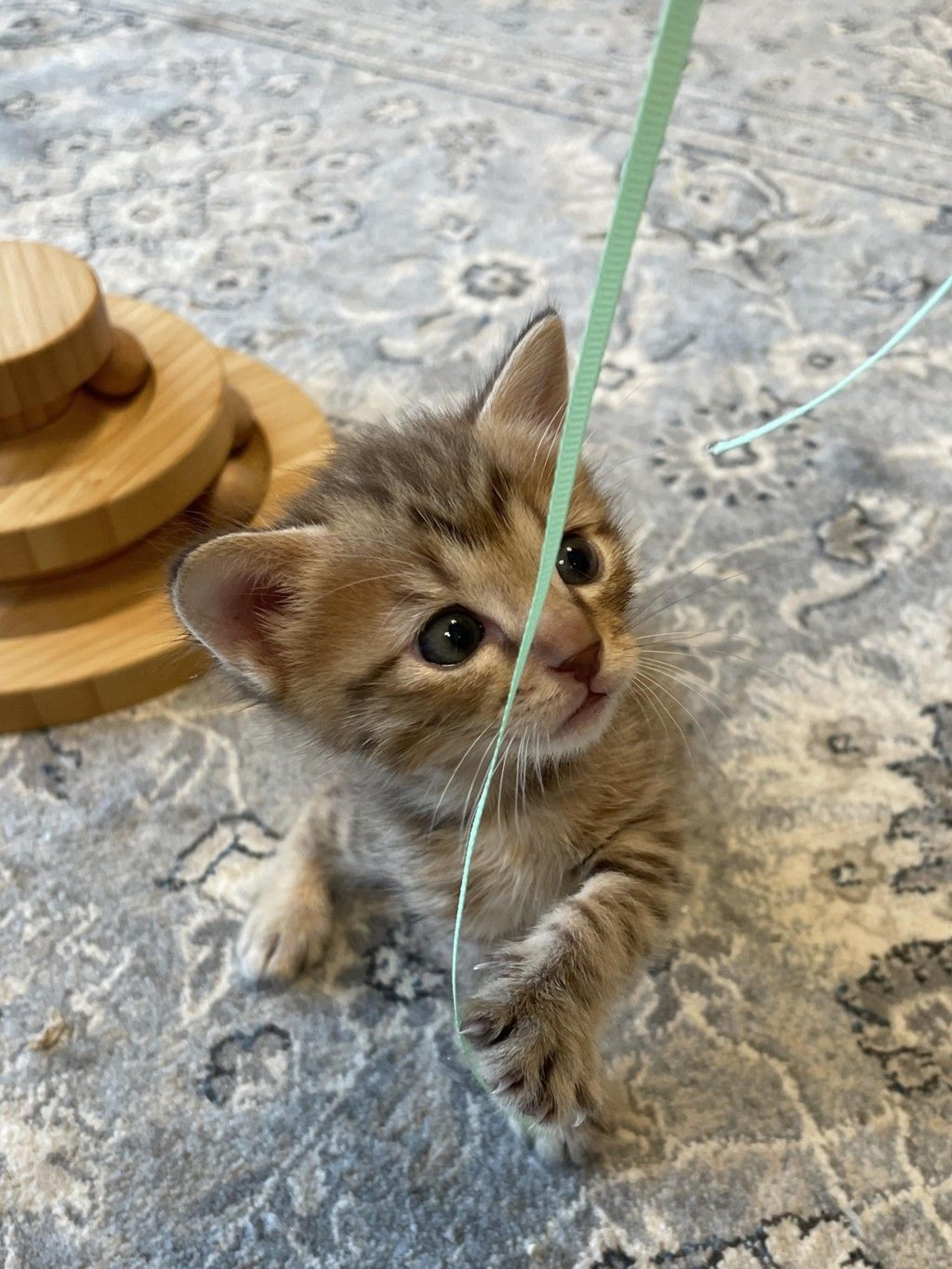pet-image-6