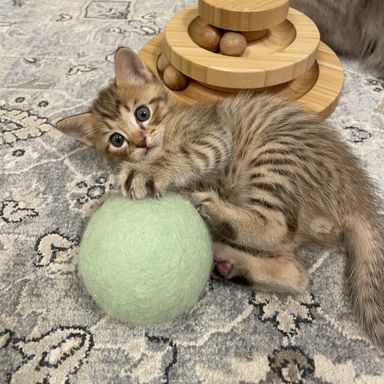 シュー