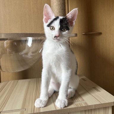 ピアノ