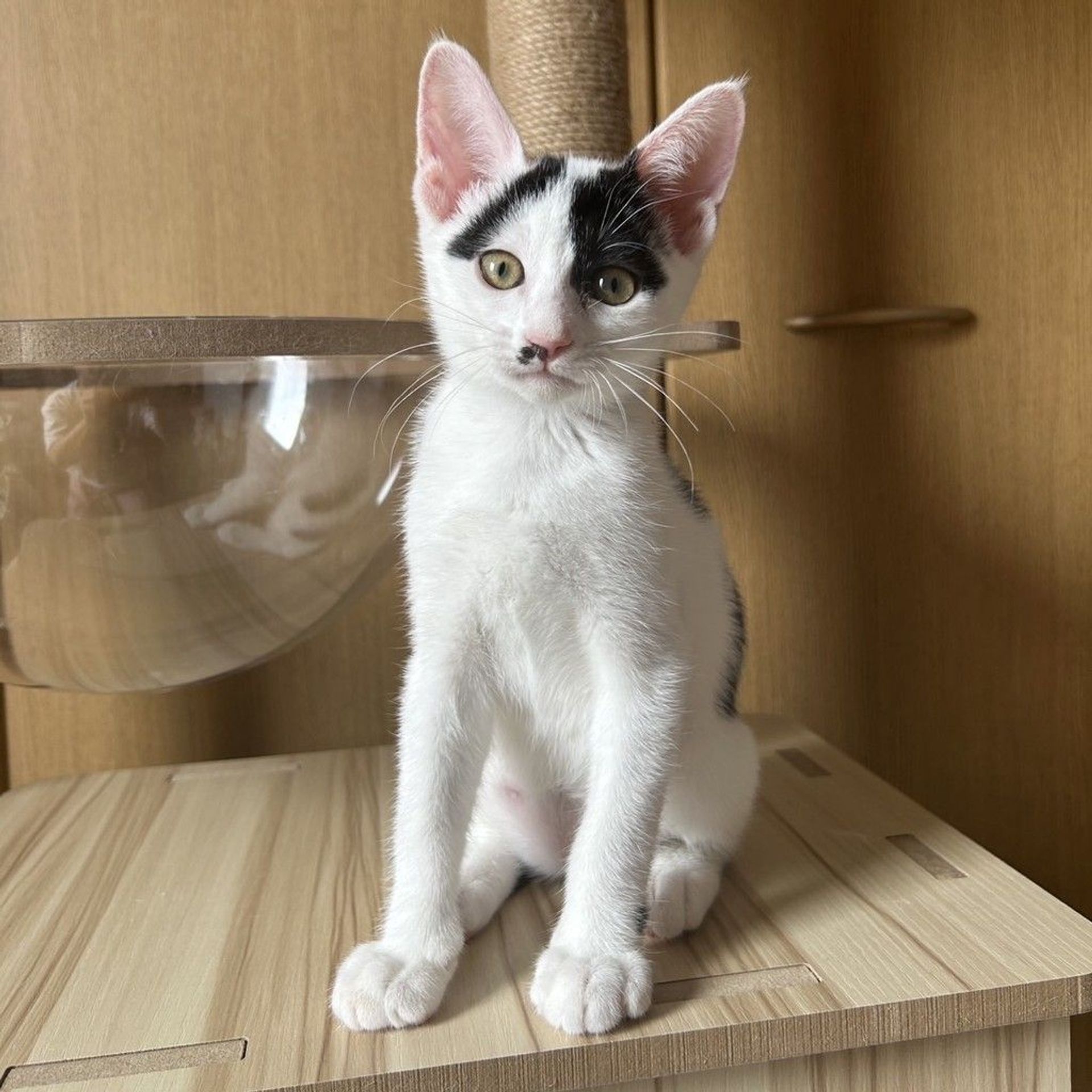 雑種（ミックス猫）・メスの里親募集の写真