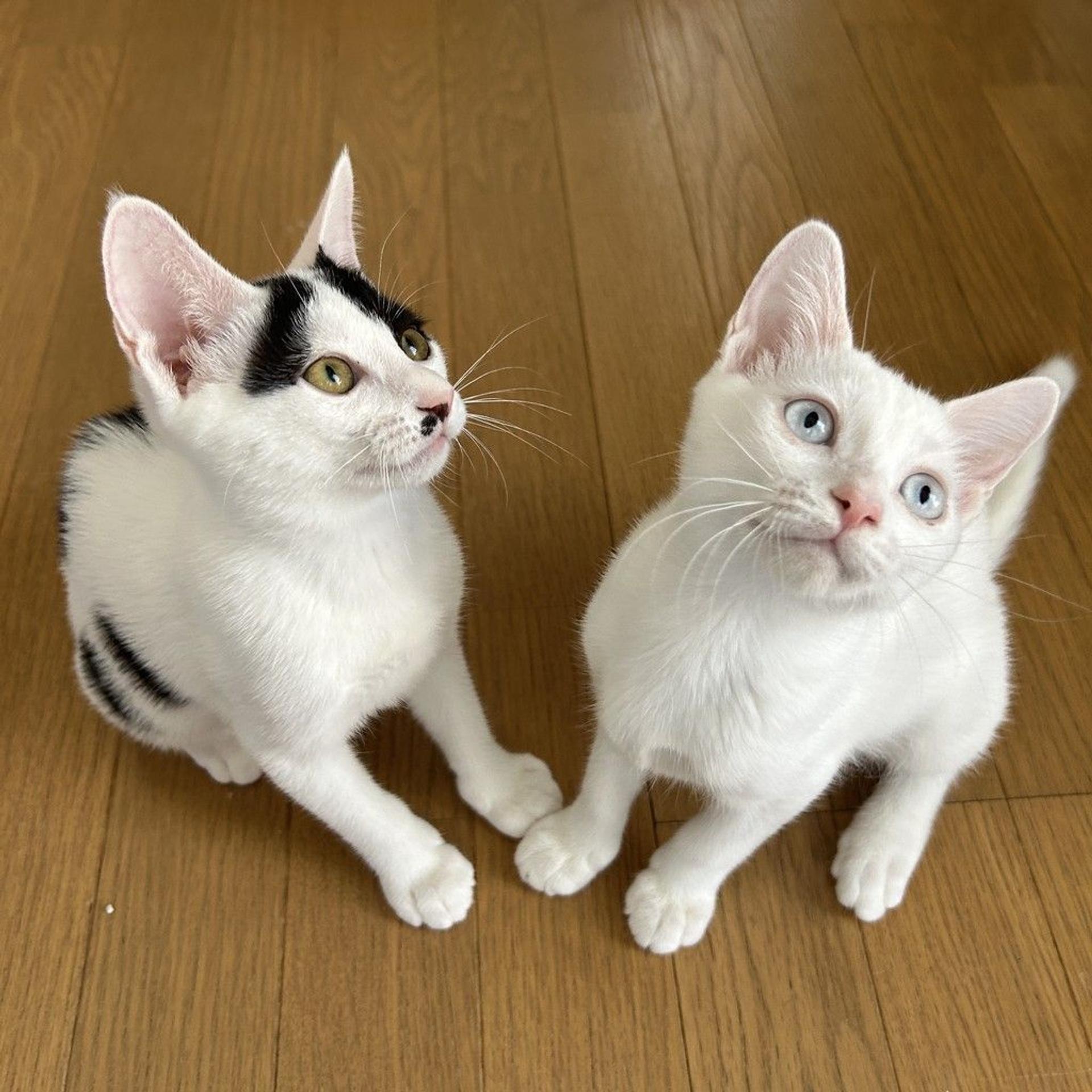 pet-image-2