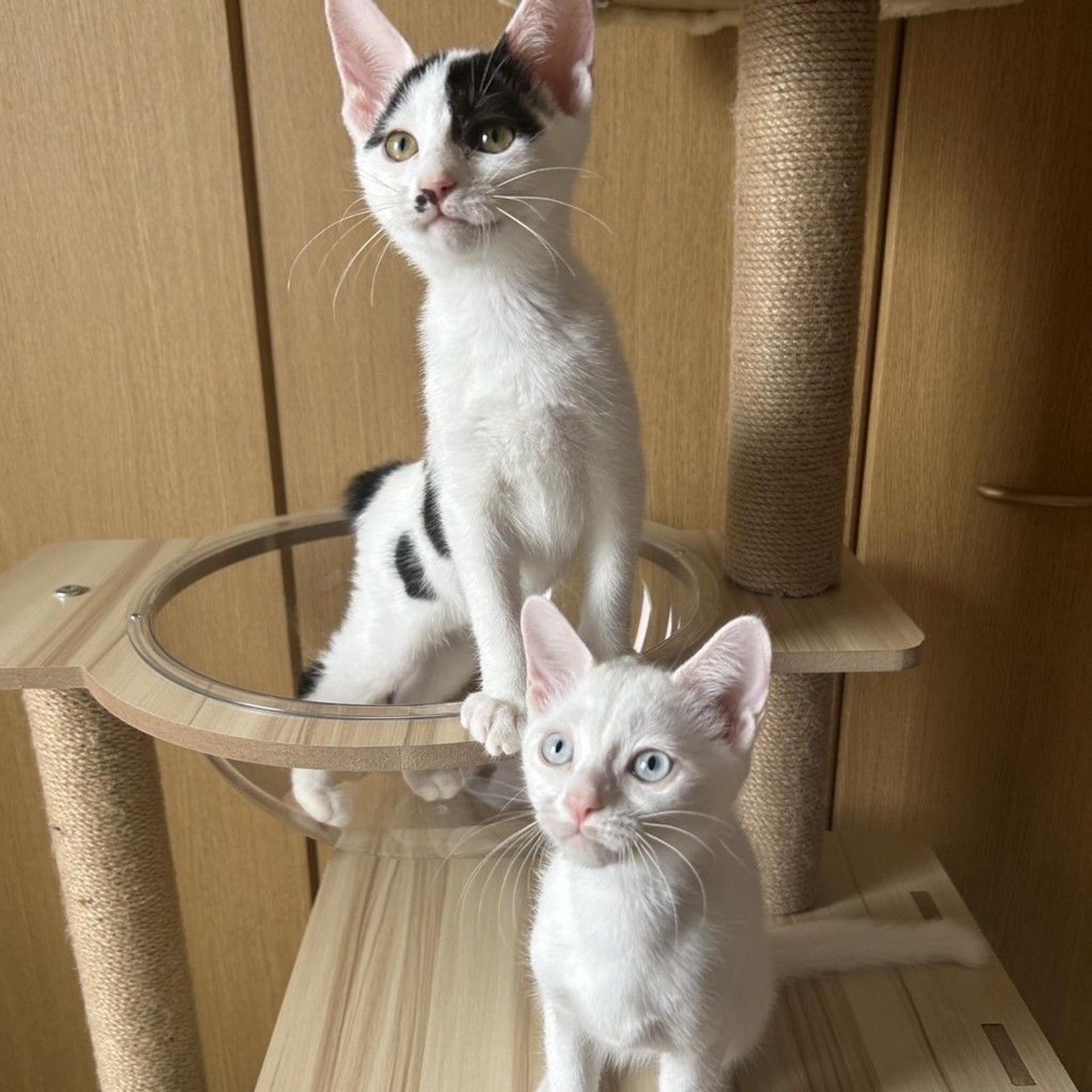 pet-image-4