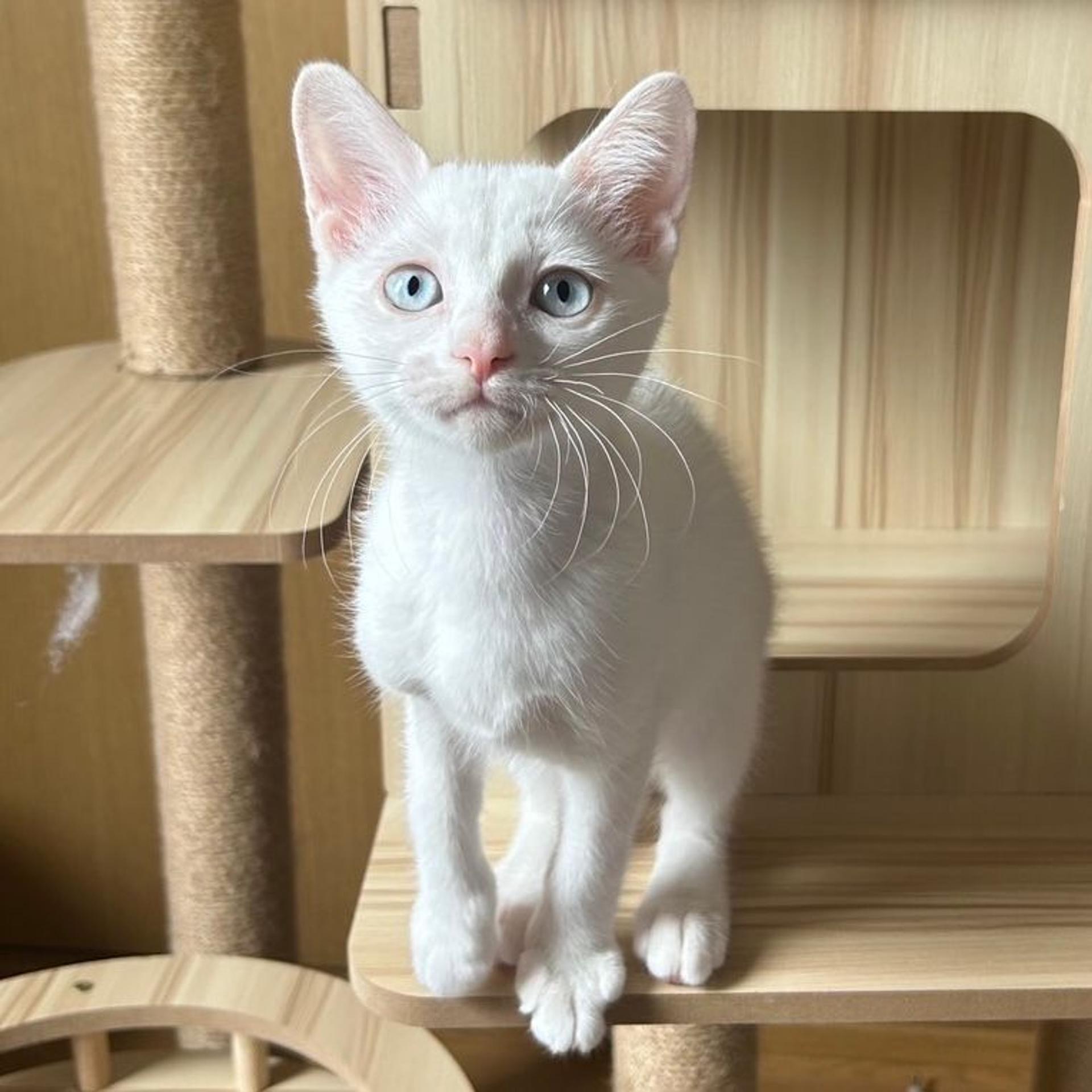 pet-image-9