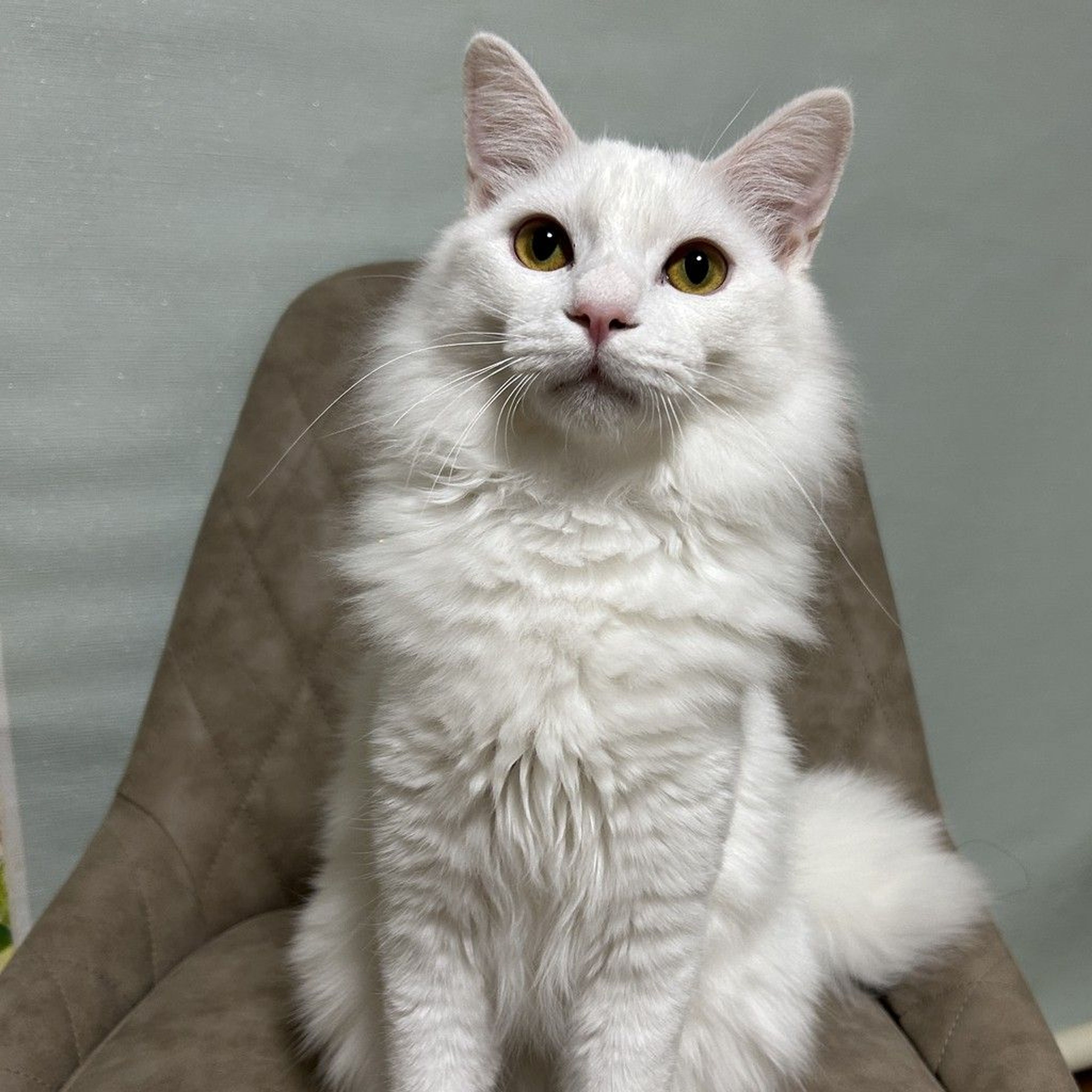 オリジナルペイント　白猫 色鉛筆画 白猫 A4 - メルカリ