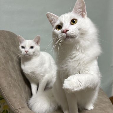 雑種（ミックス猫）・オスの里親募集の写真