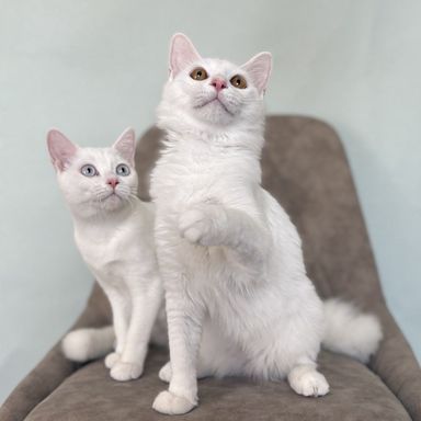 雑種（ミックス猫）・オスの里親募集の写真