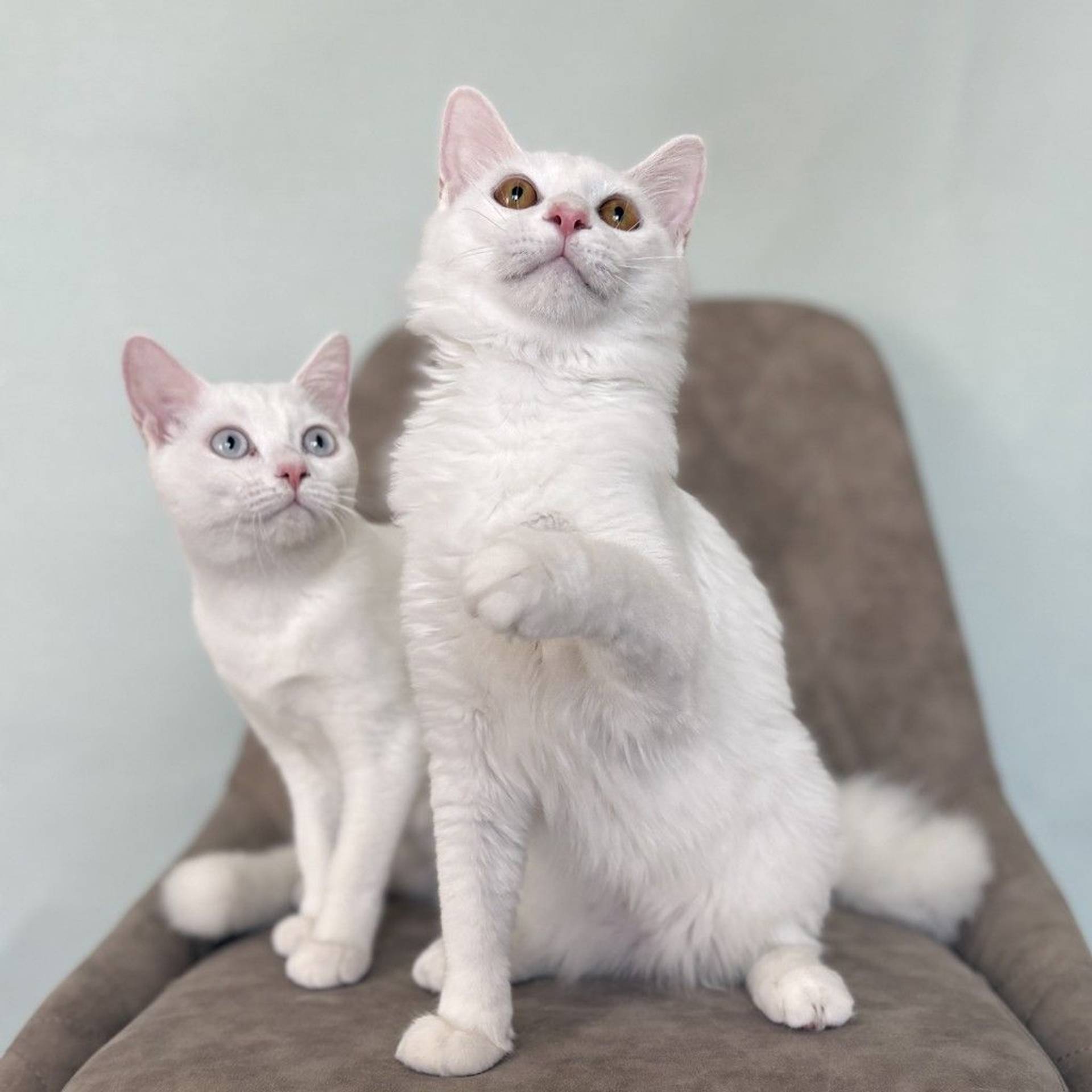 雑種（ミックス猫）・オスの里親募集の写真