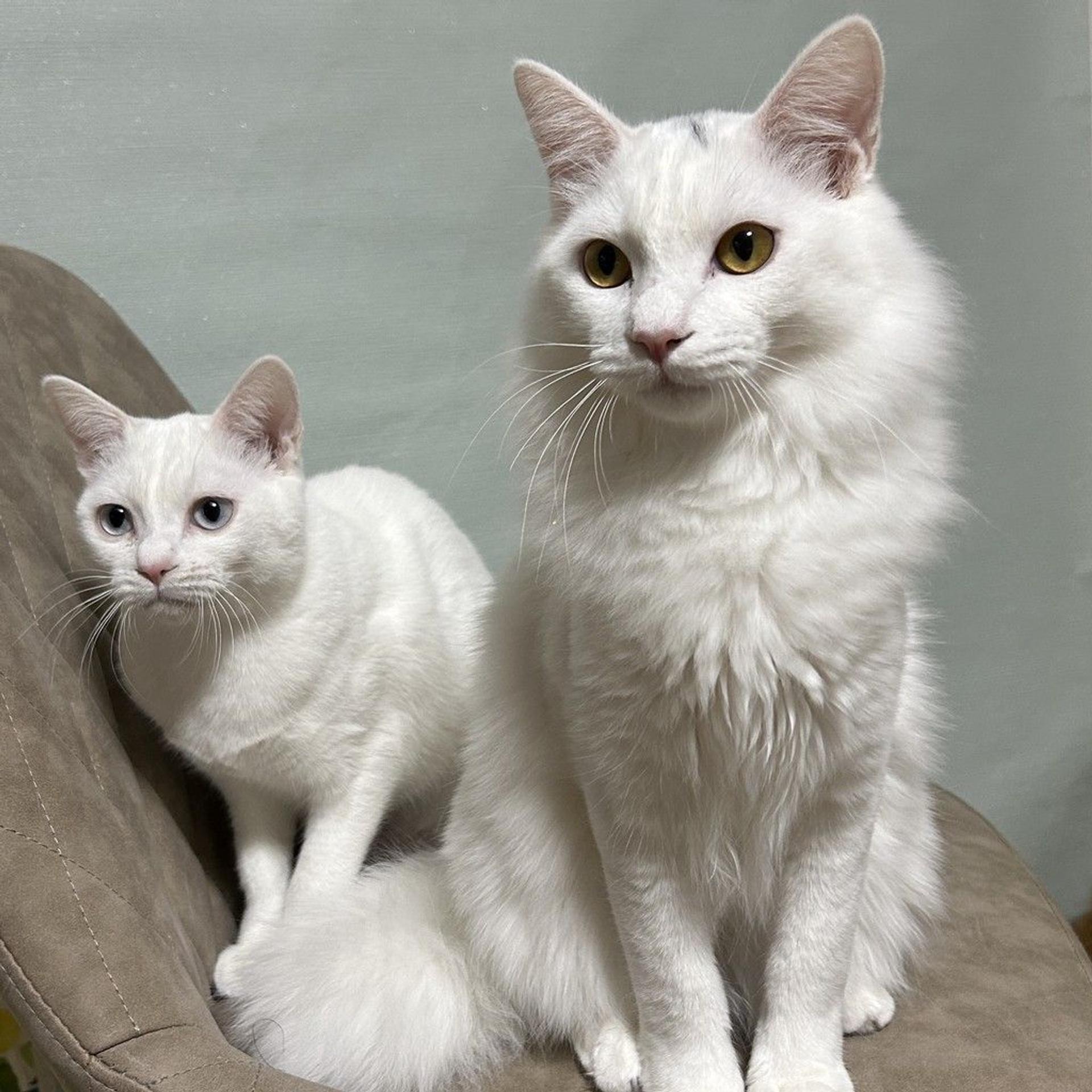 pet-image-5