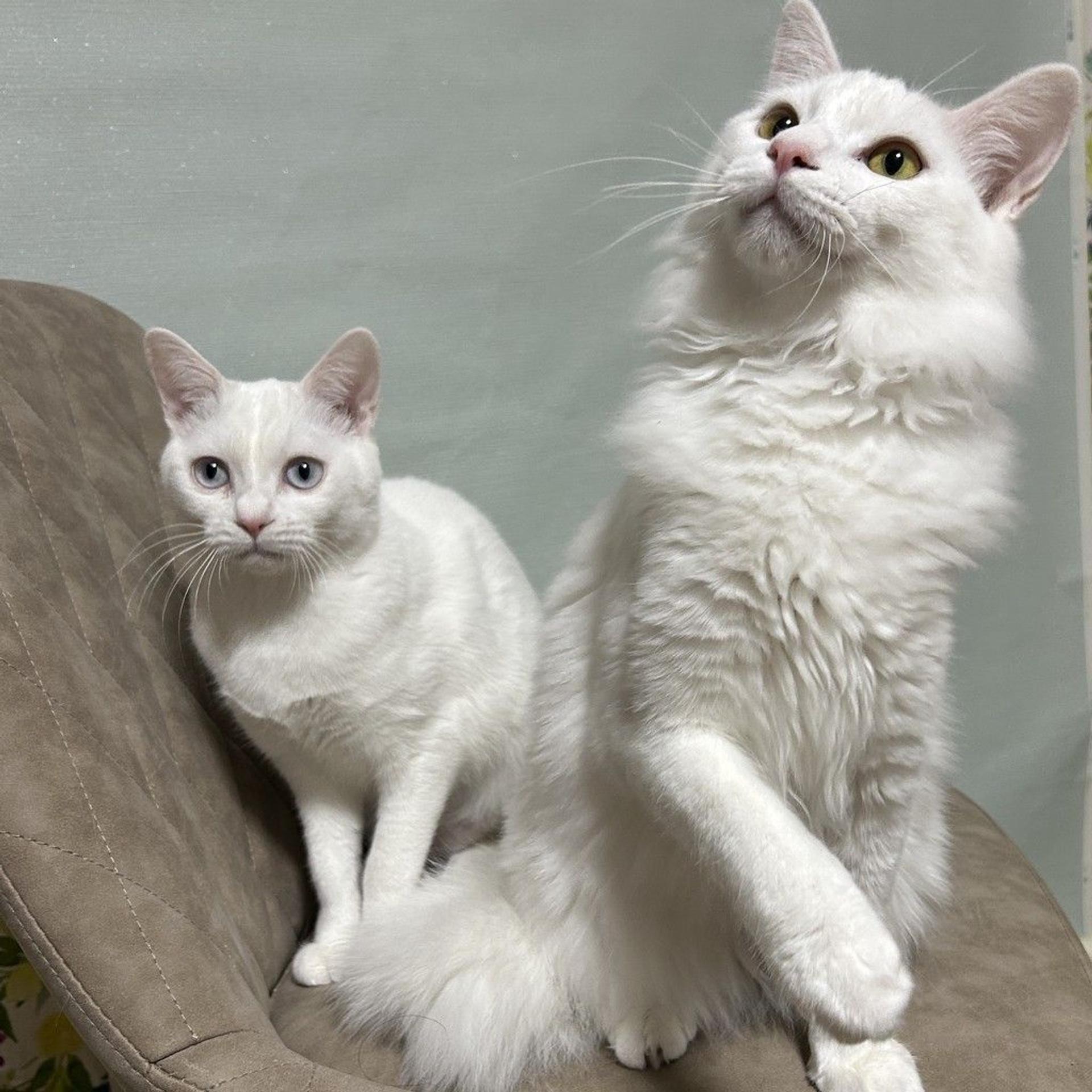 pet-image-7