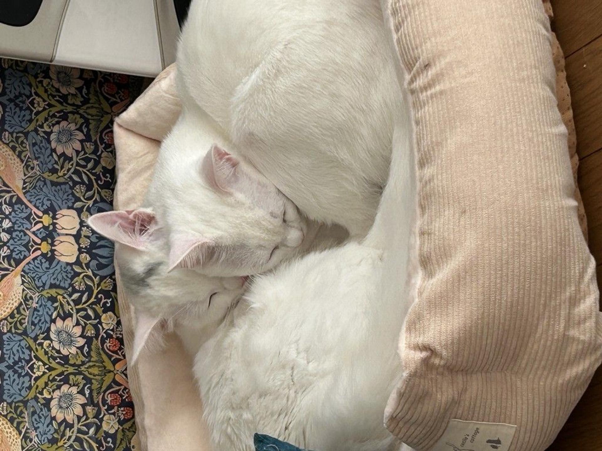pet-image-8