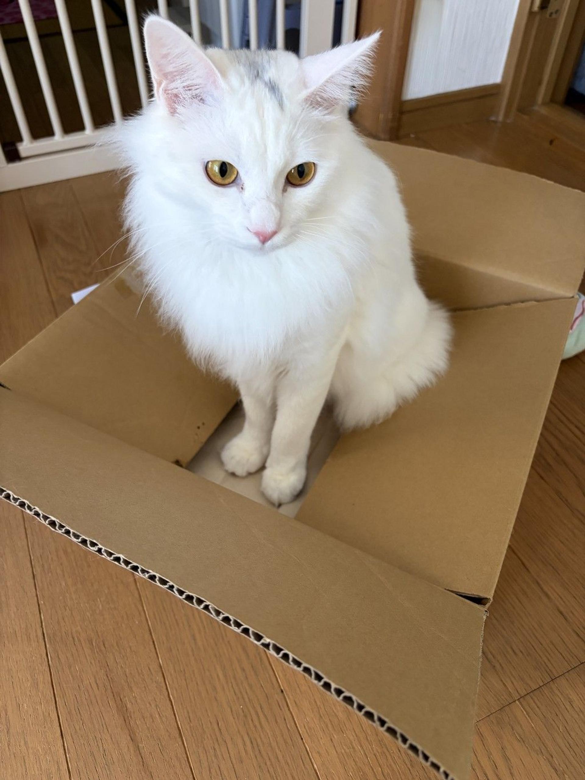 pet-image-10
