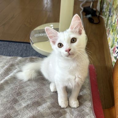 フルート