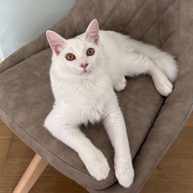 フルート