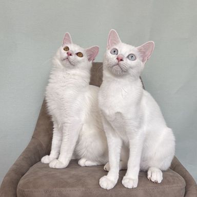 雑種（ミックス猫）・メスの里親募集の写真