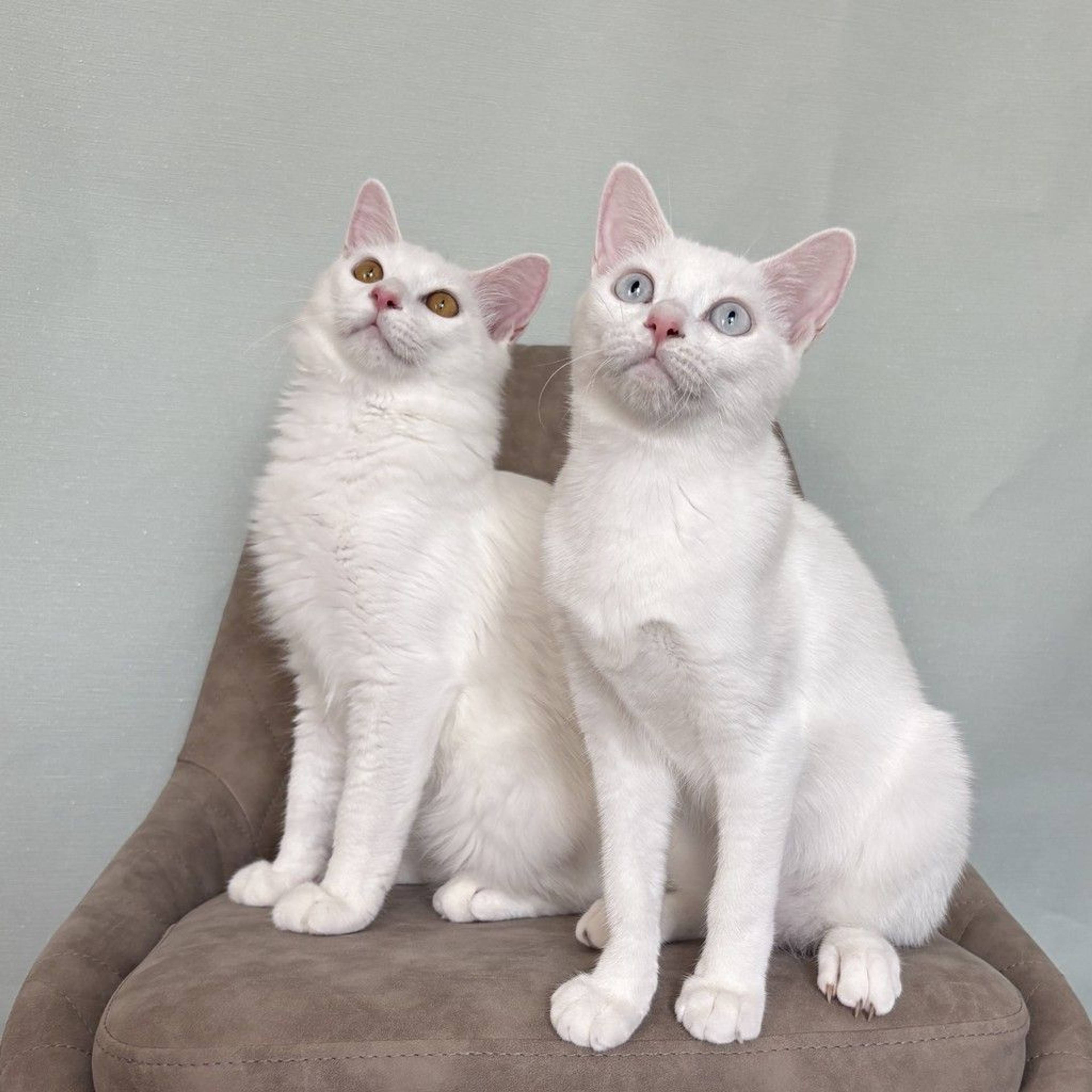 雑種（ミックス猫）・メスの里親募集の写真