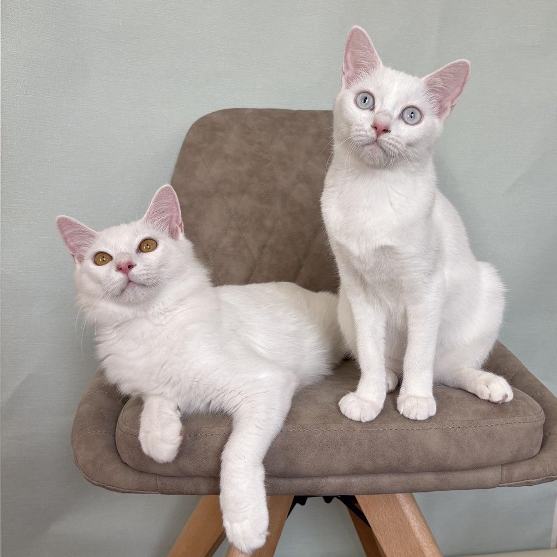 pet-image-4