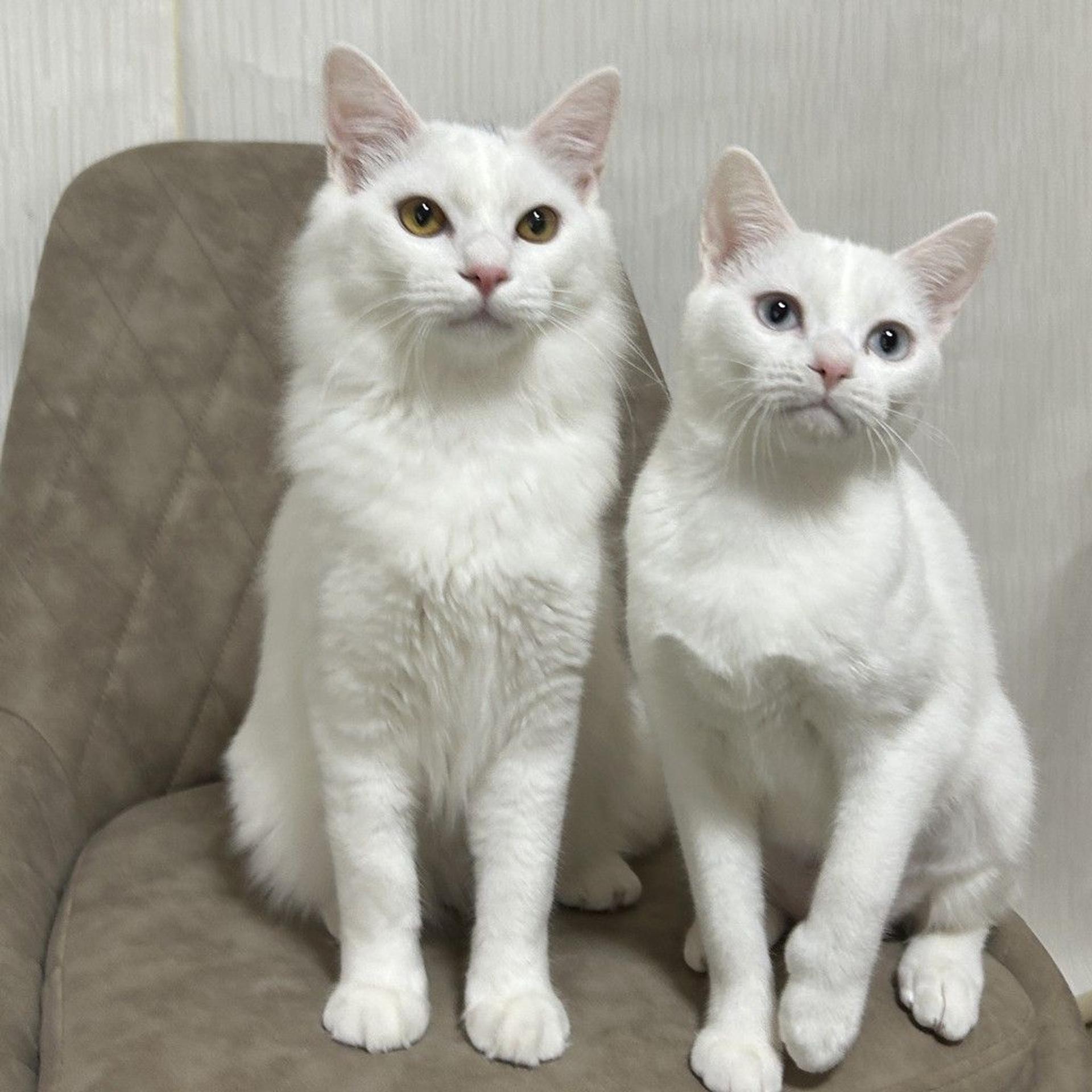 pet-image-5
