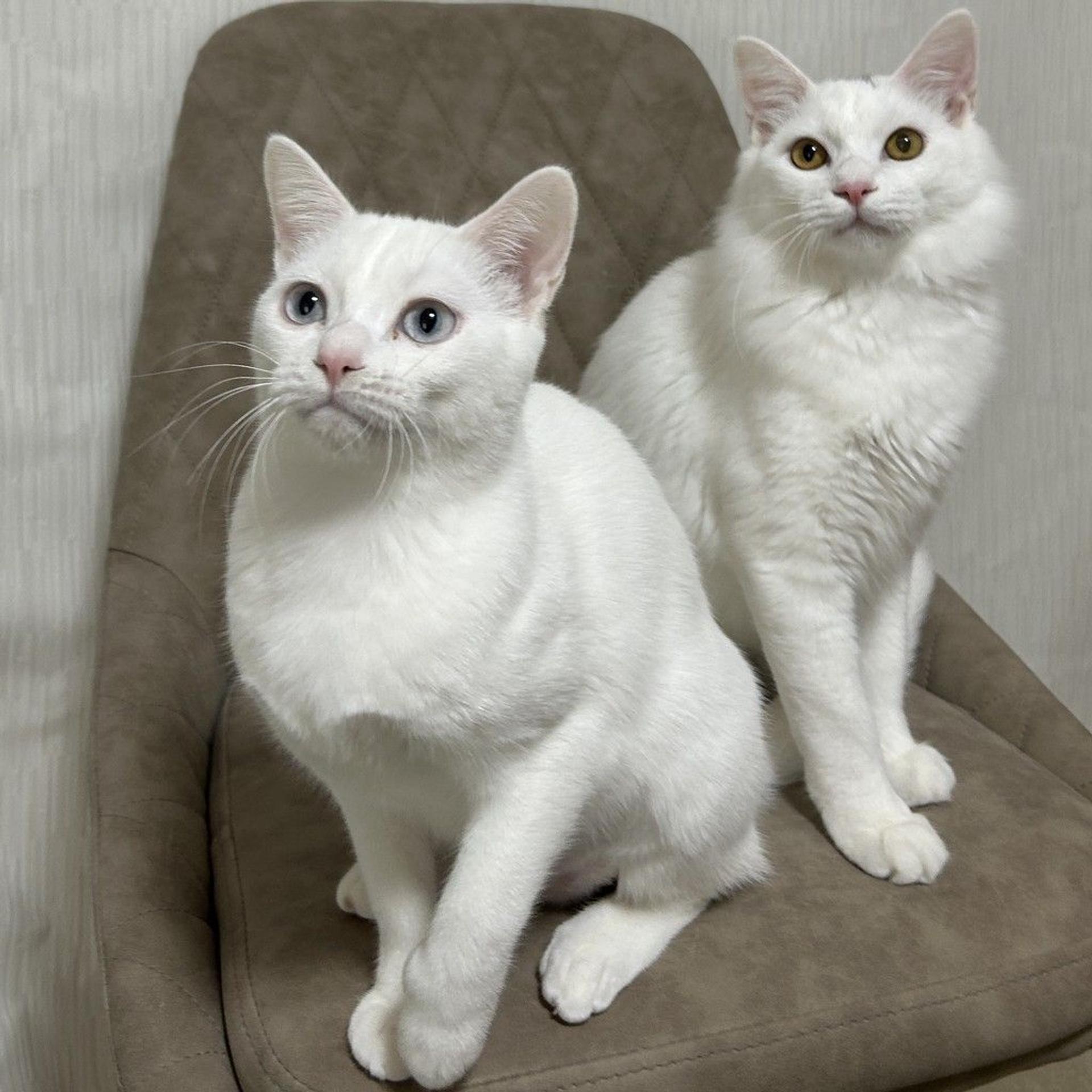 pet-image-6