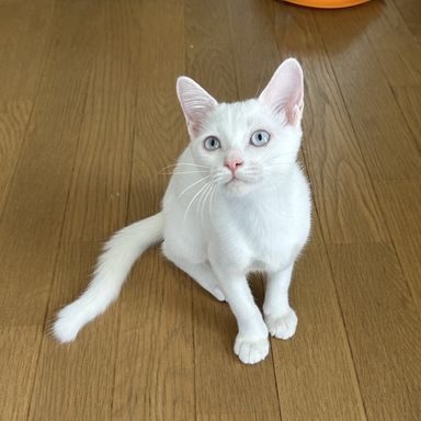ハープ
