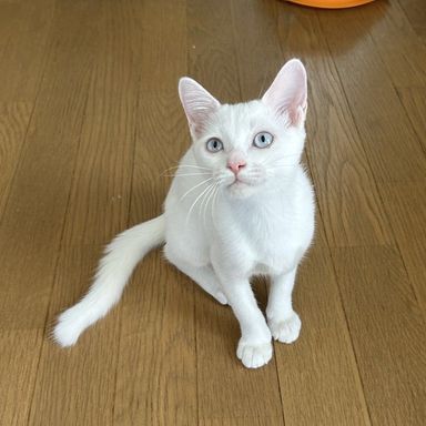 ハープ