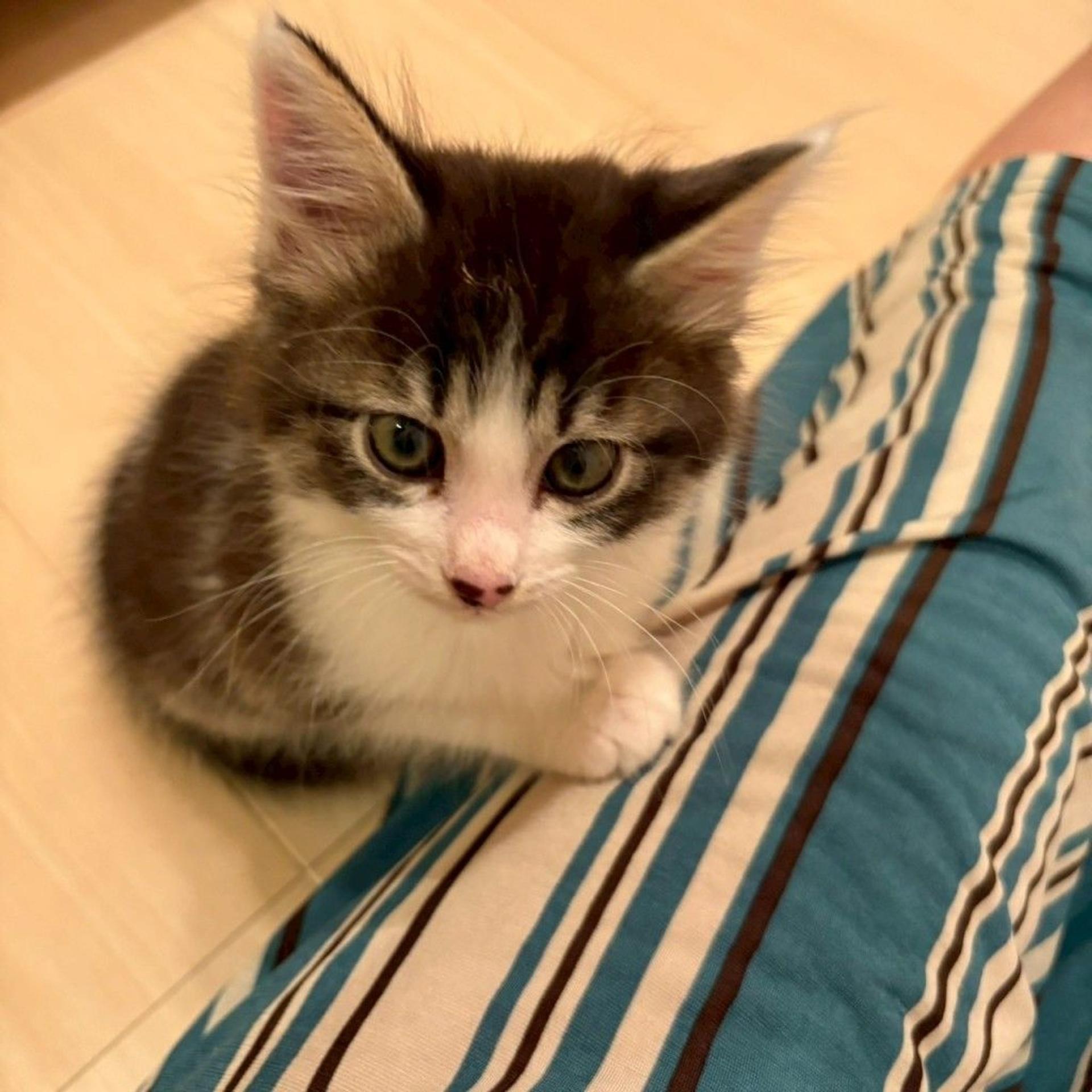 pet-image-2