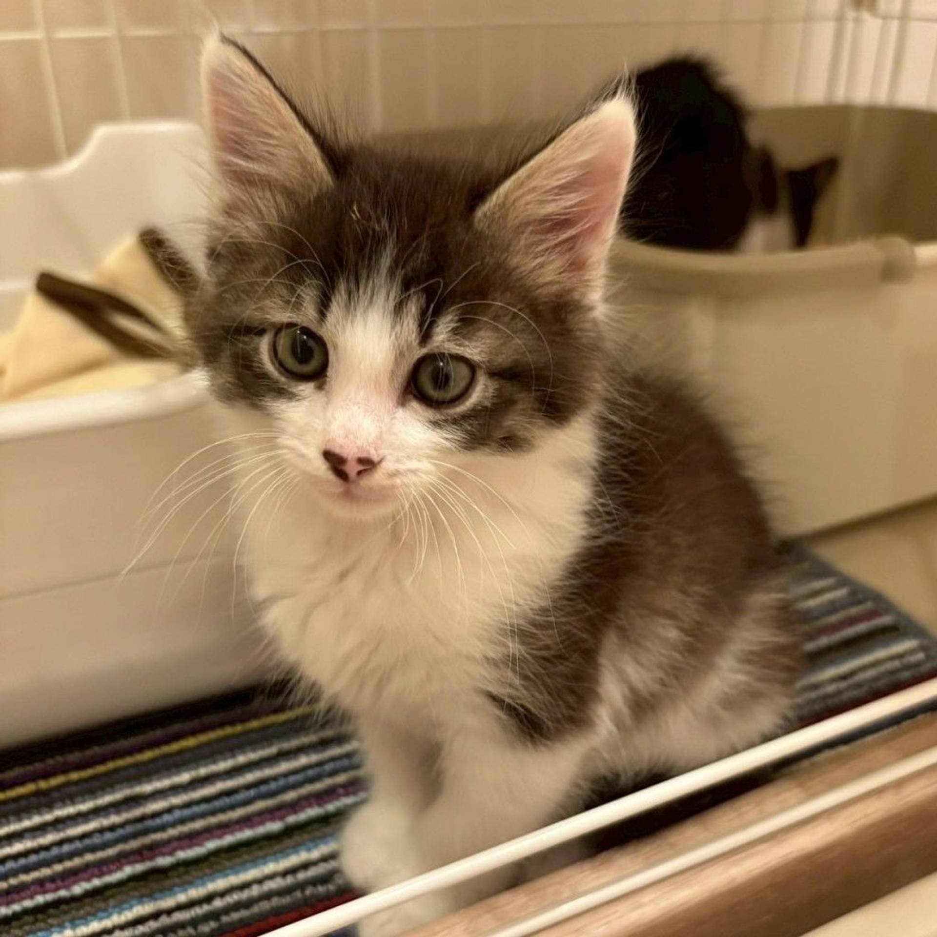 雑種（ミックス猫）・オスの里親募集の写真