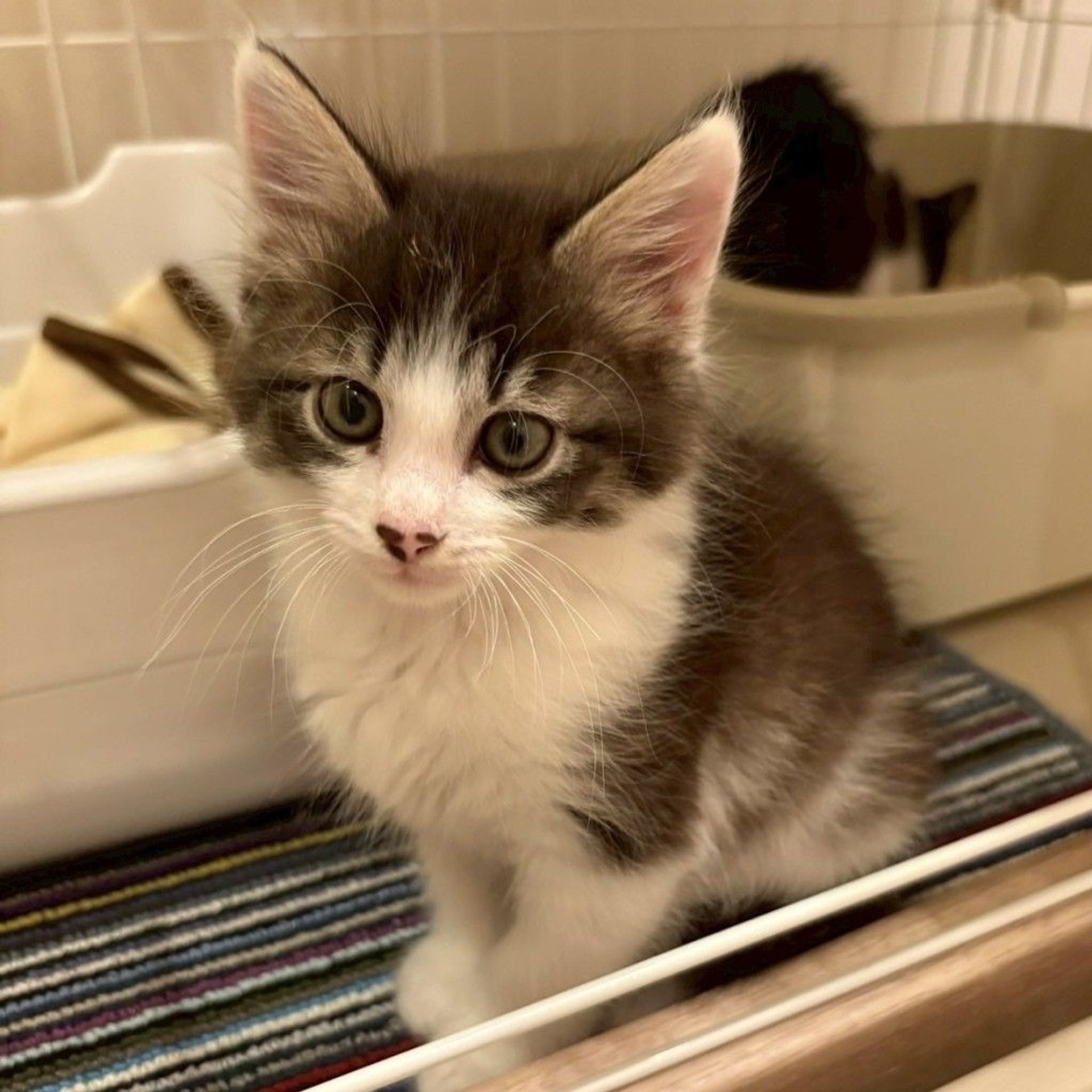 雑種（ミックス猫）・オスの里親募集の写真