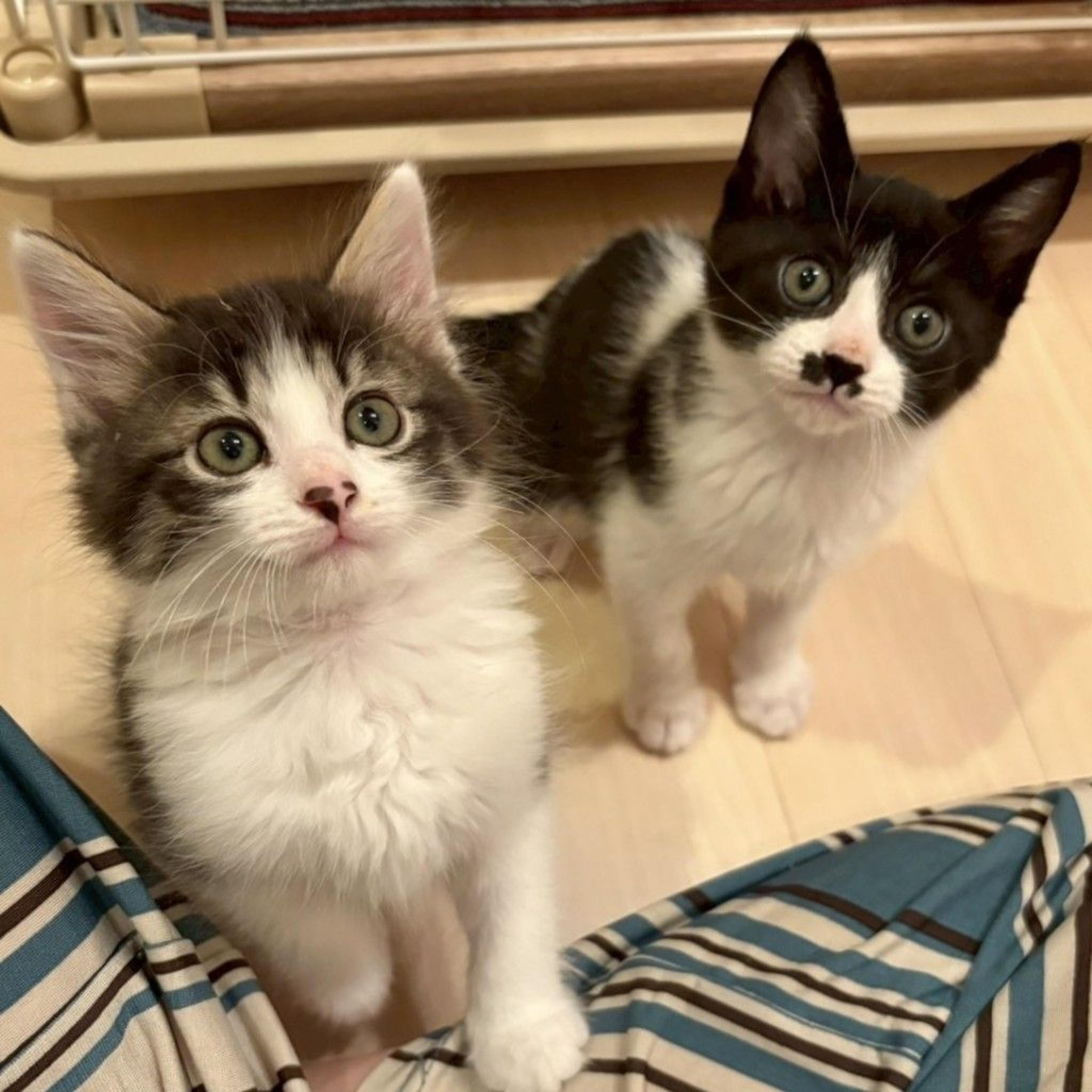 pet-image-3
