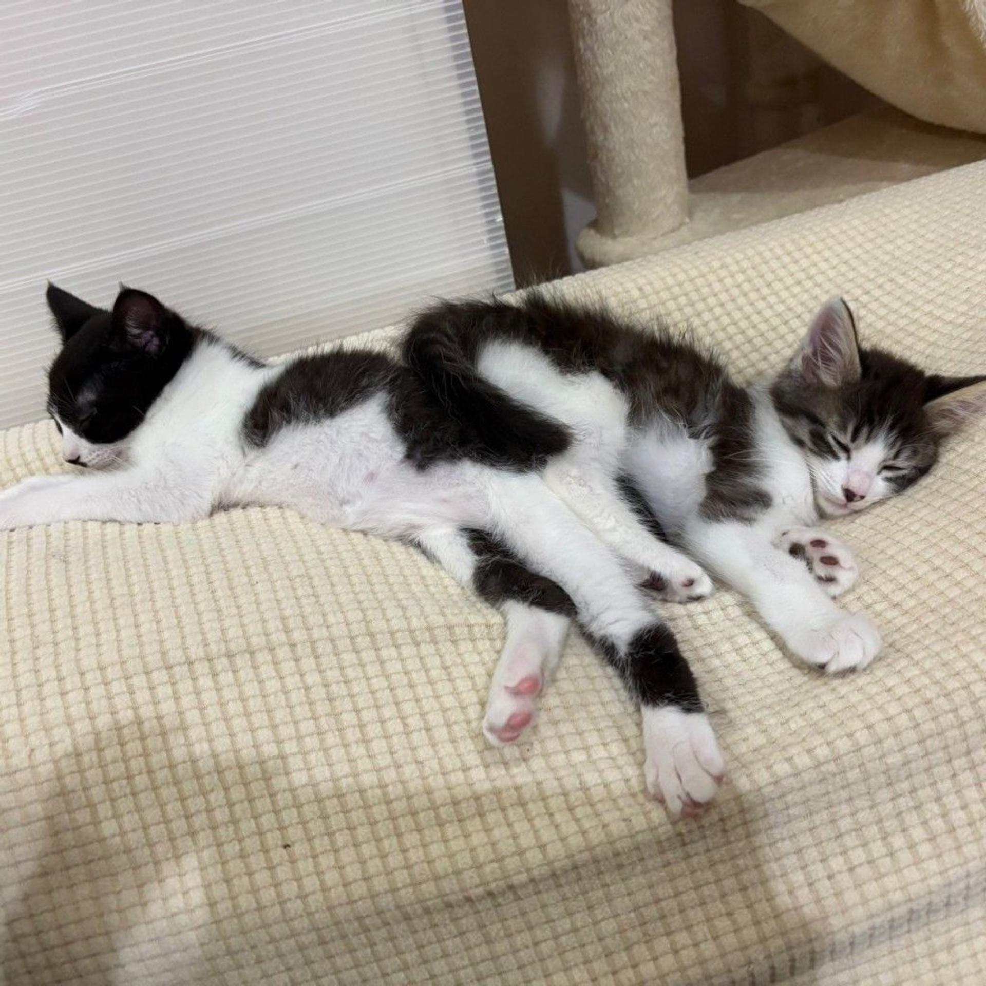 pet-image-3