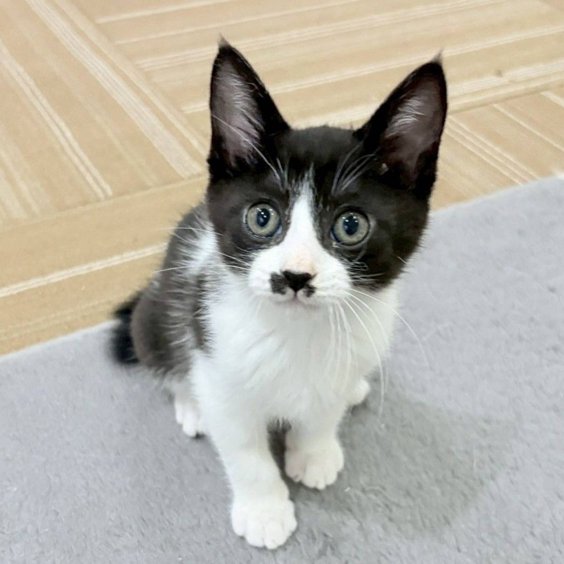雑種（ミックス猫）・オスの里親募集の写真