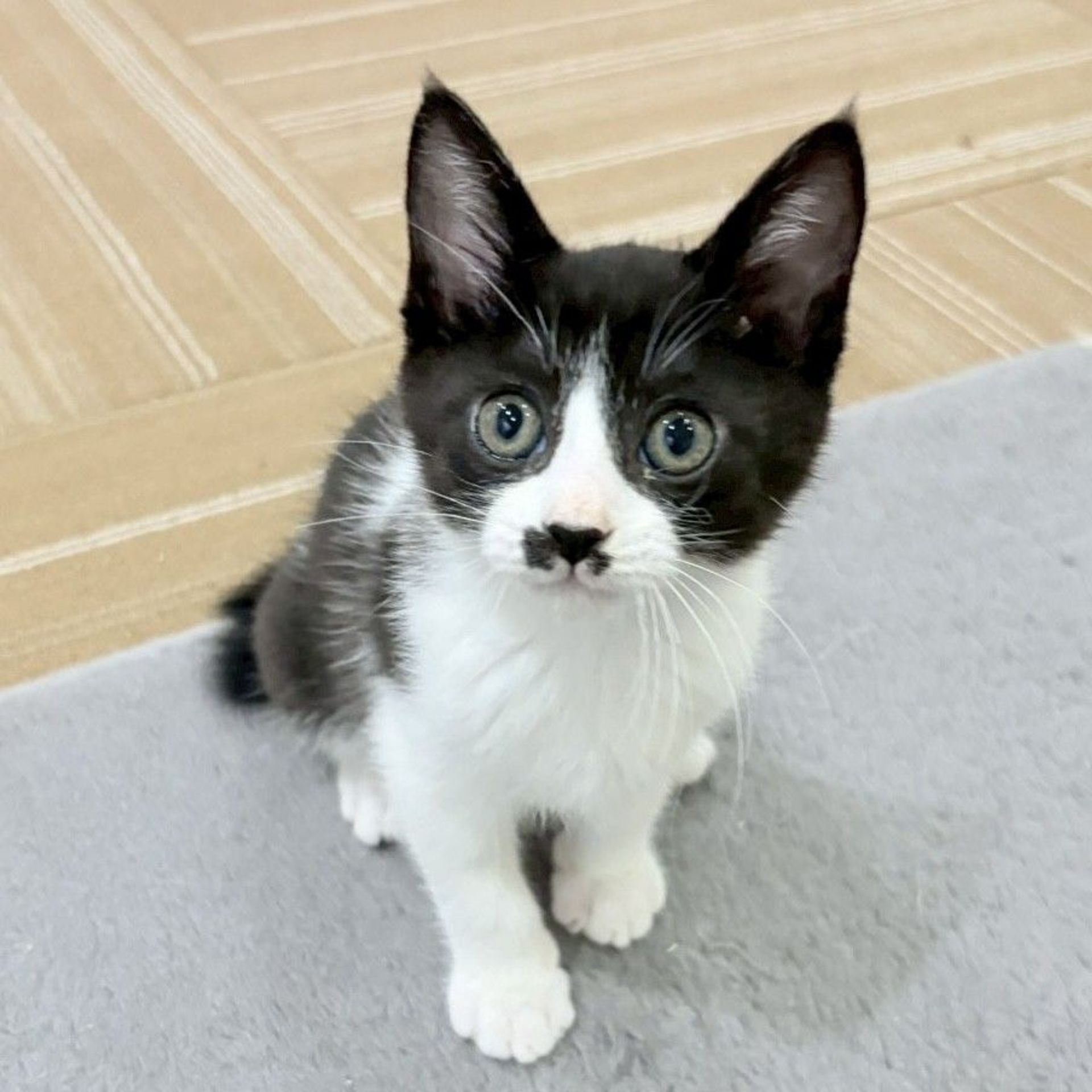 雑種（ミックス猫）・オスの里親募集の写真