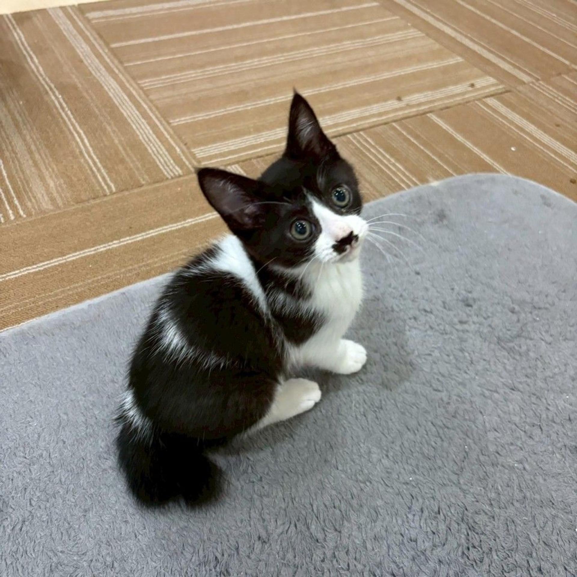 pet-image-2
