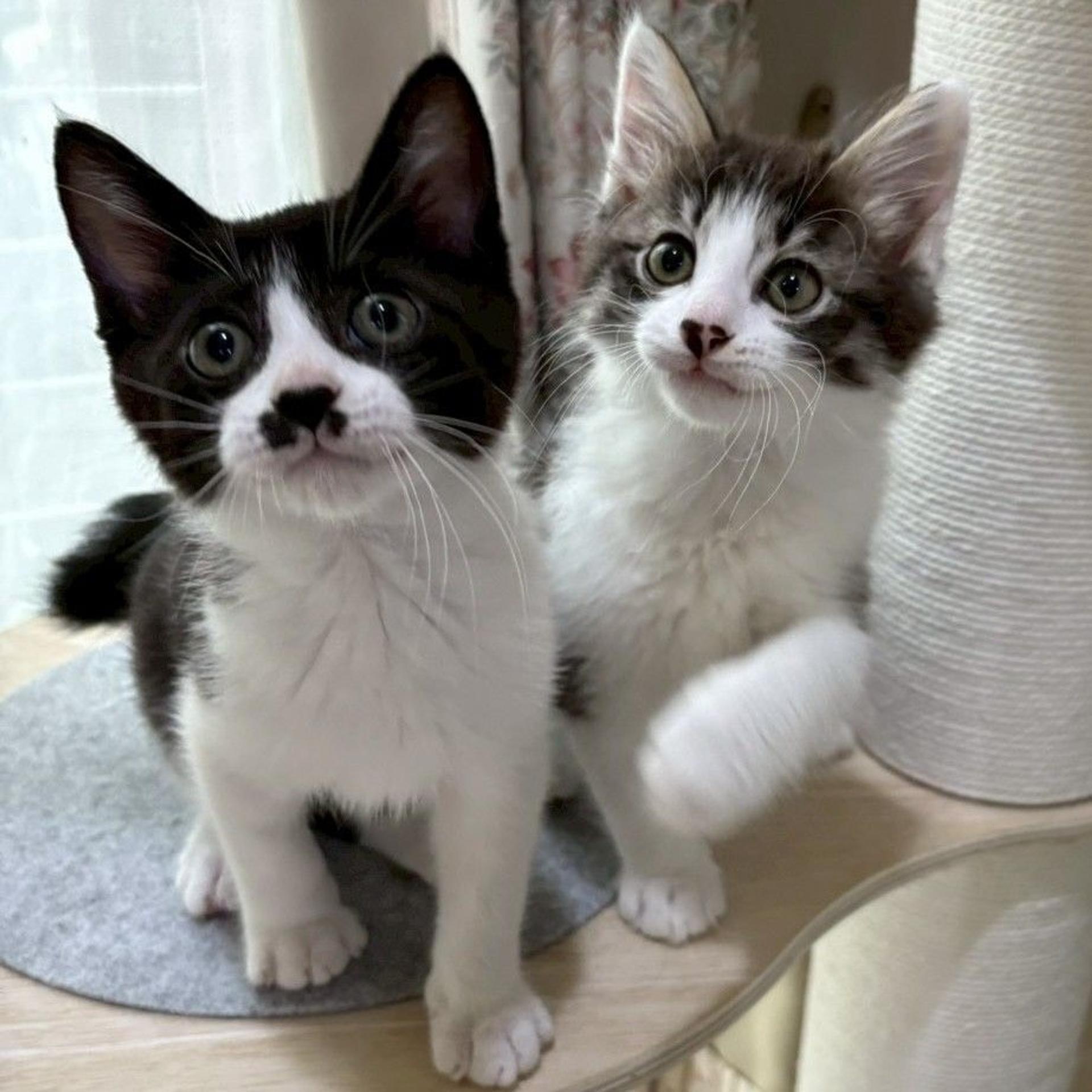 pet-image-4