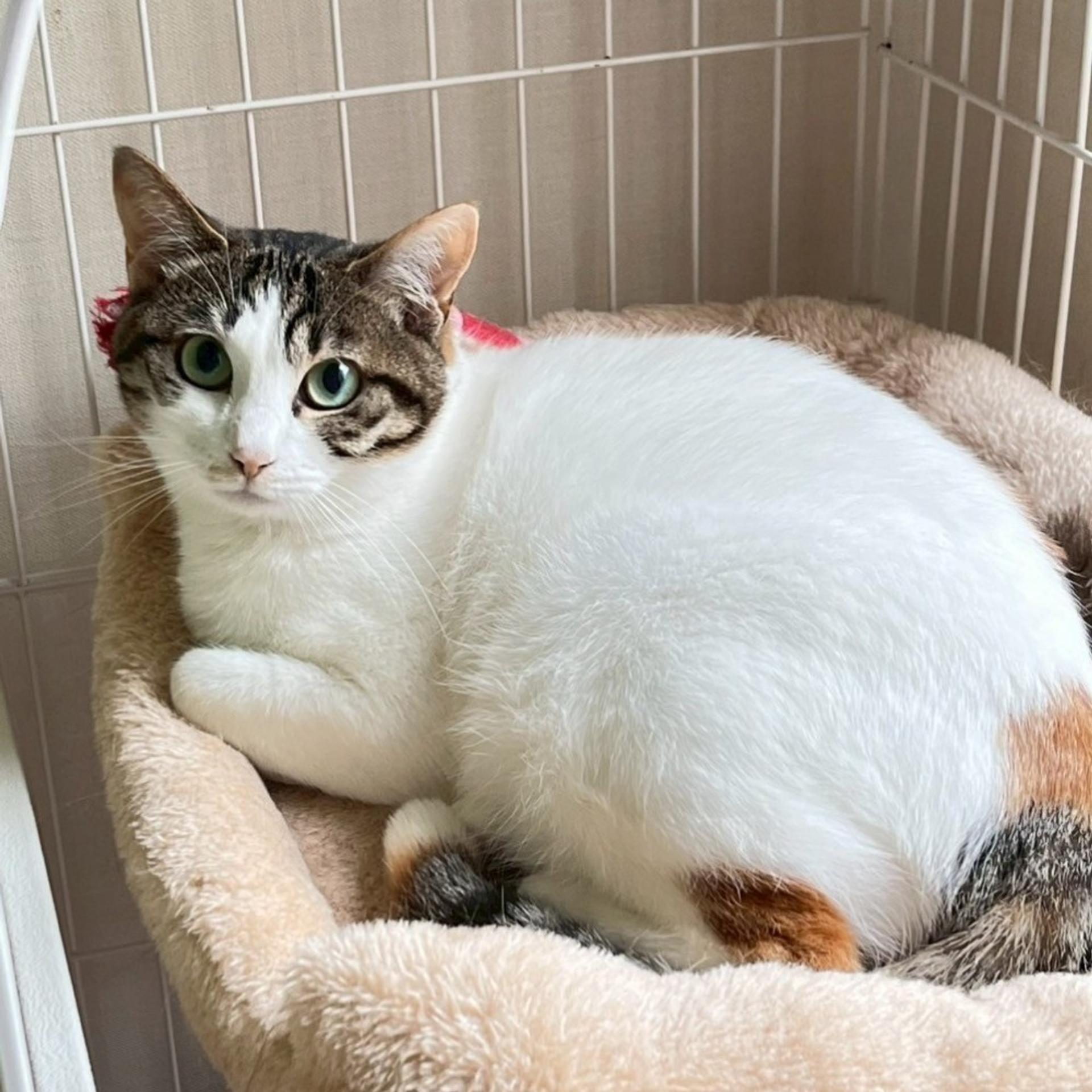 pet-image-2