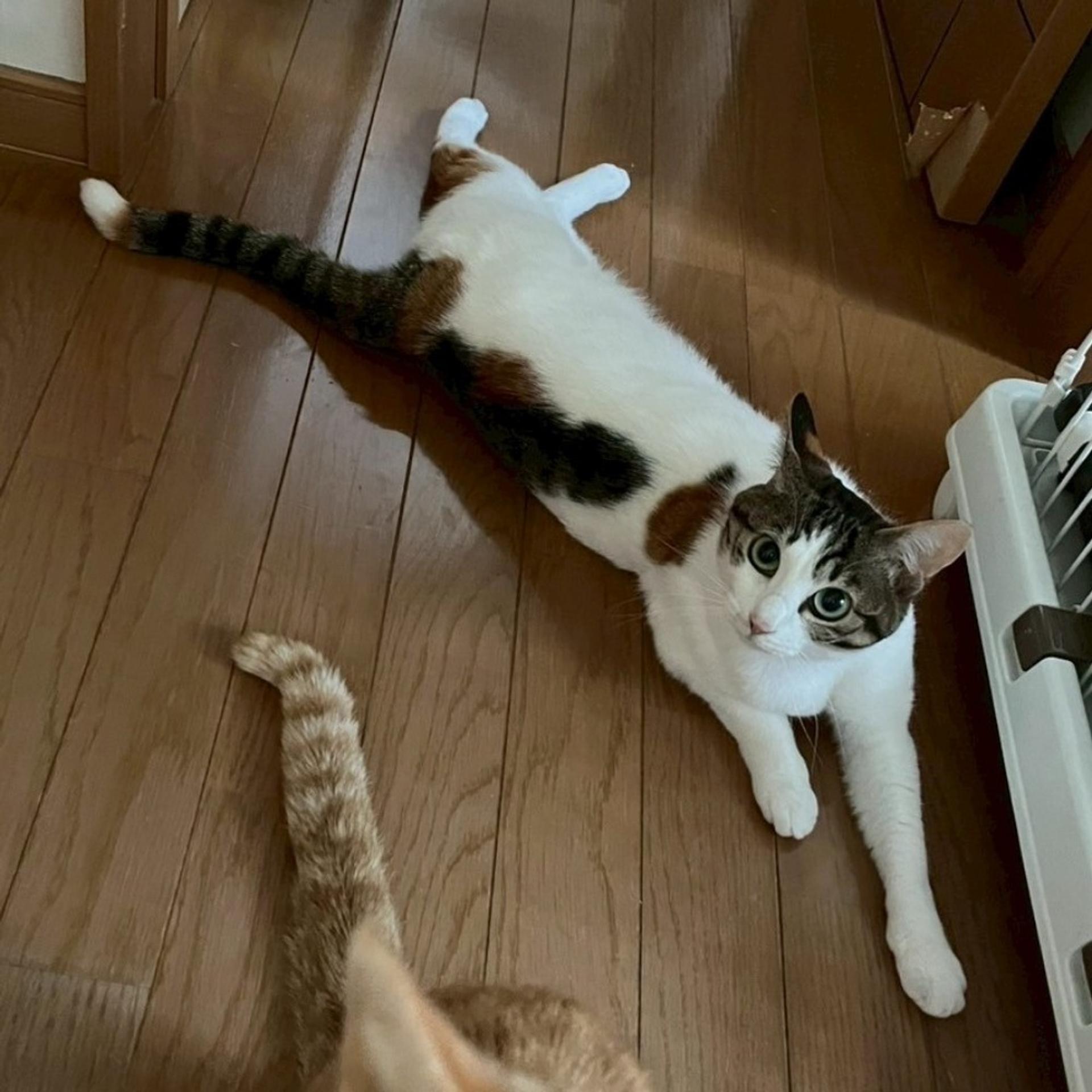 pet-image-4