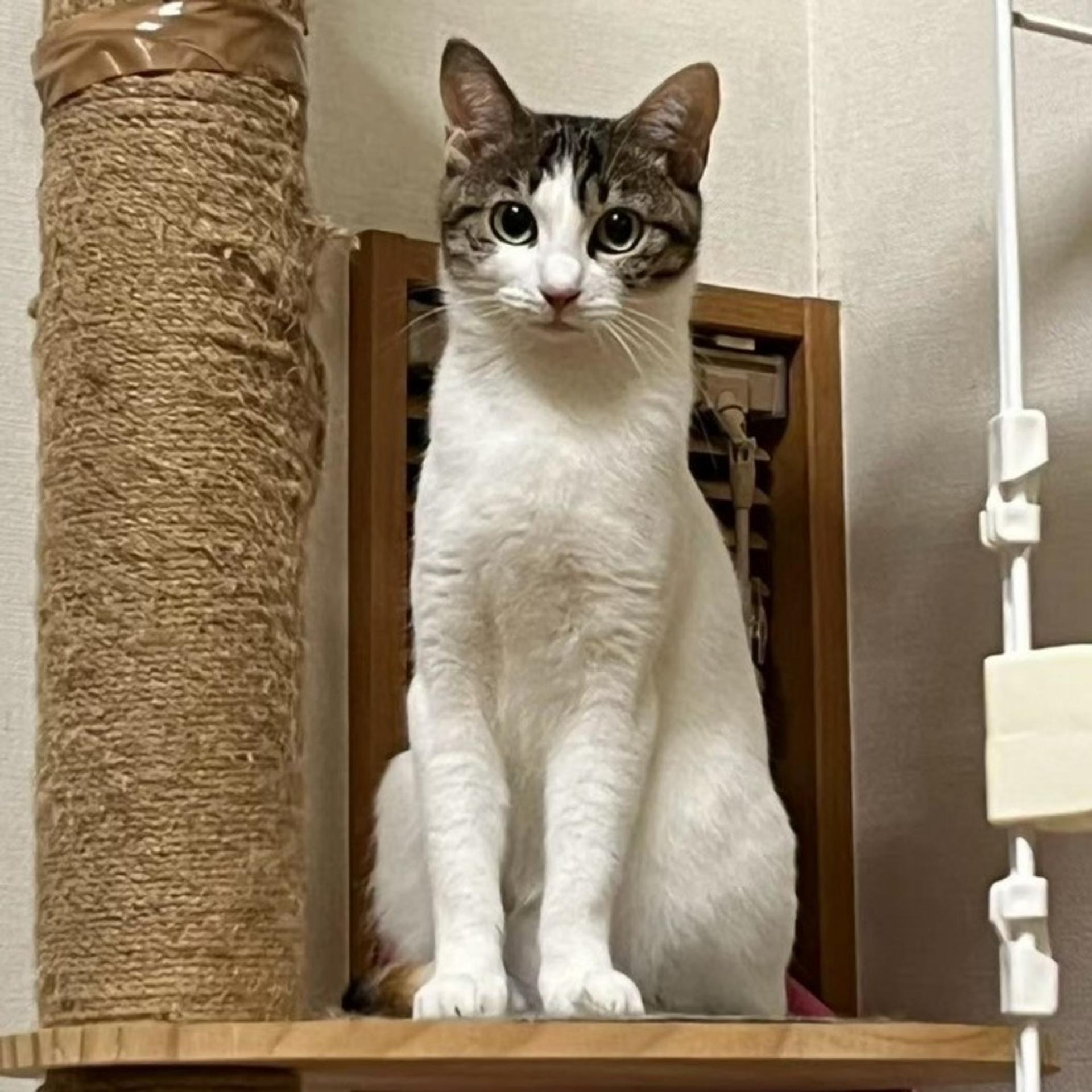 pet-image-6