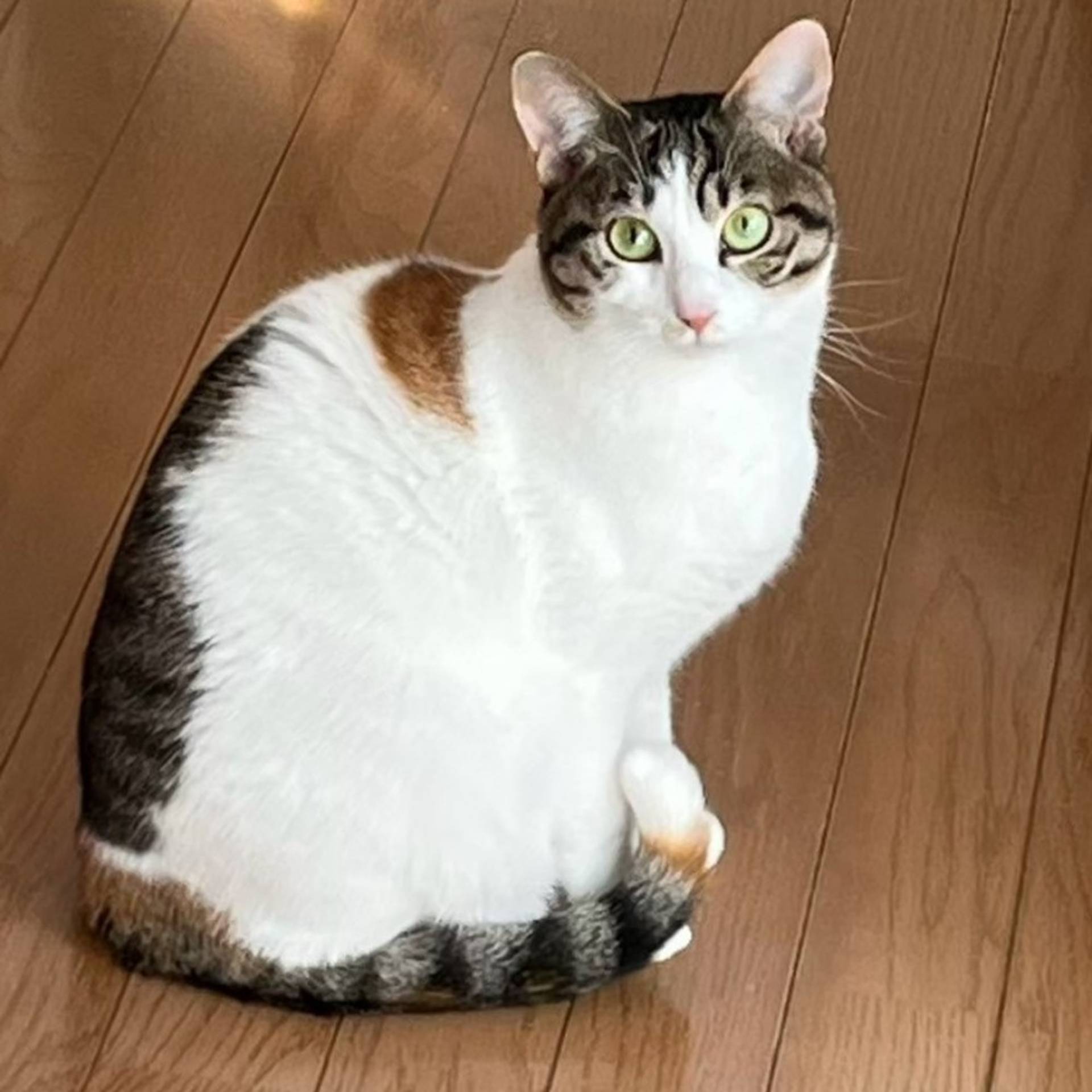 雑種（ミックス猫）・メスの里親募集の写真