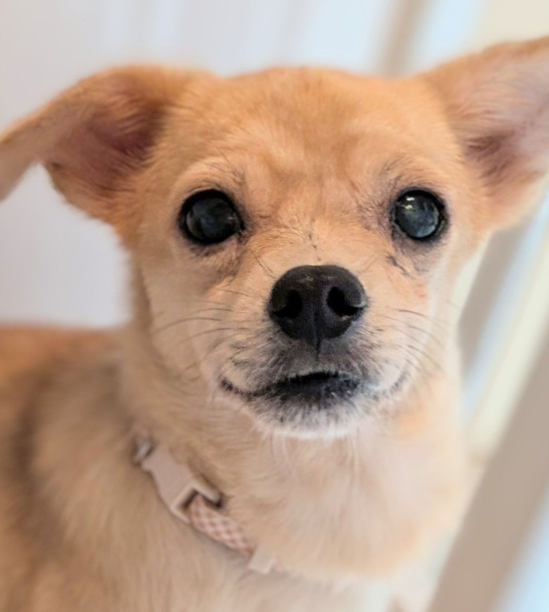 雑種（ミックス犬）・メスの里親募集の写真
